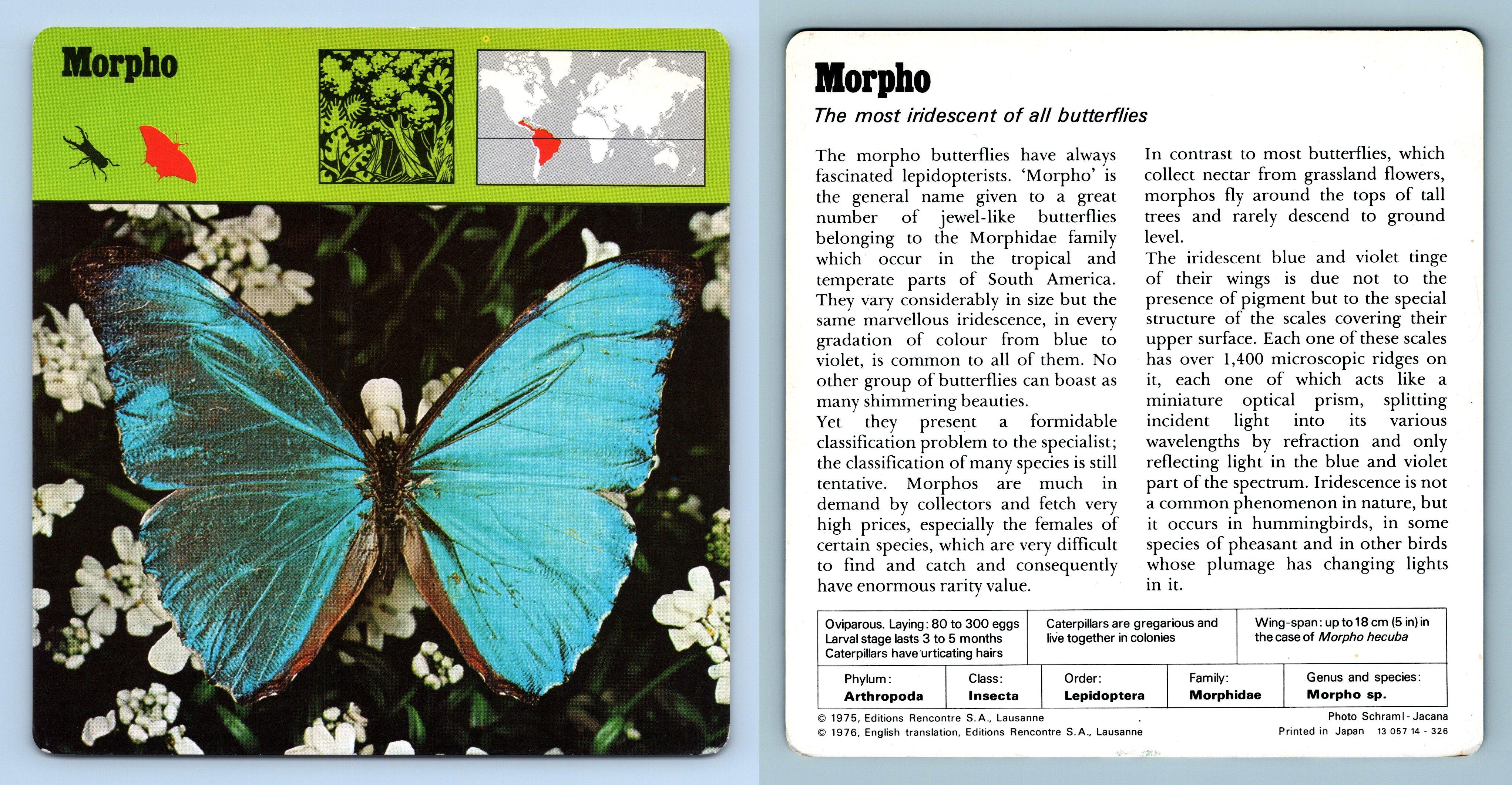 Morpho Insects 1970 S Rencontre Safari Wildlife Card