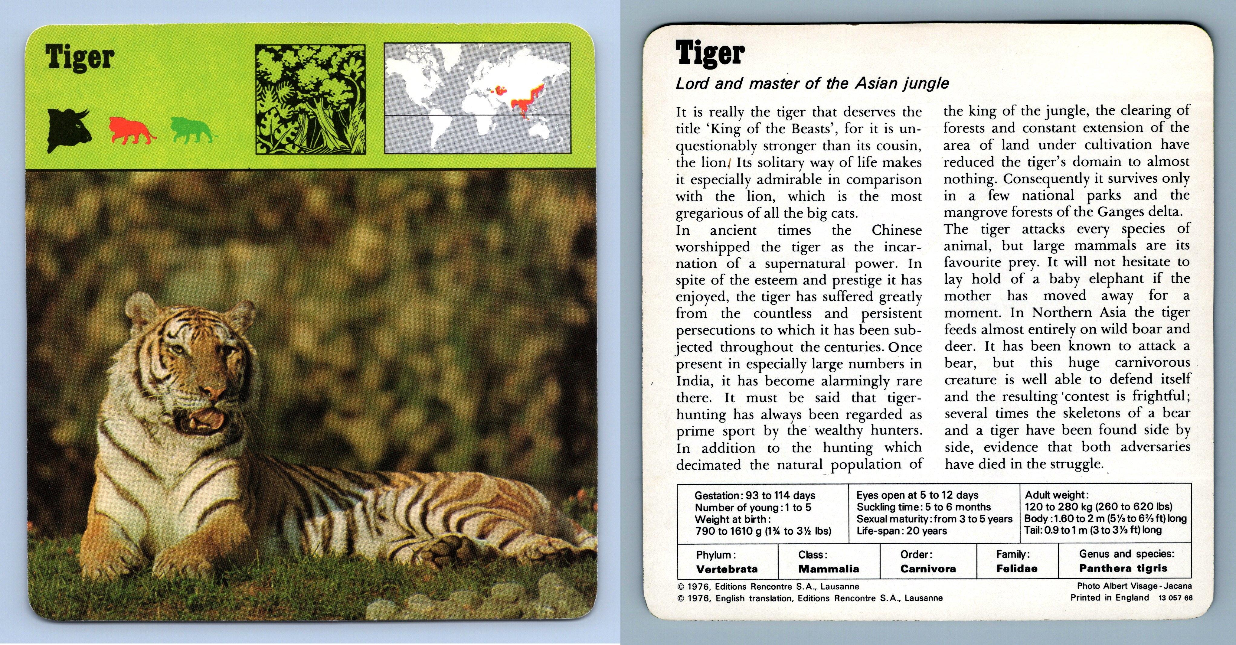 Tiger - Mammals - 1970's Rencontre Safari Wildlife Card