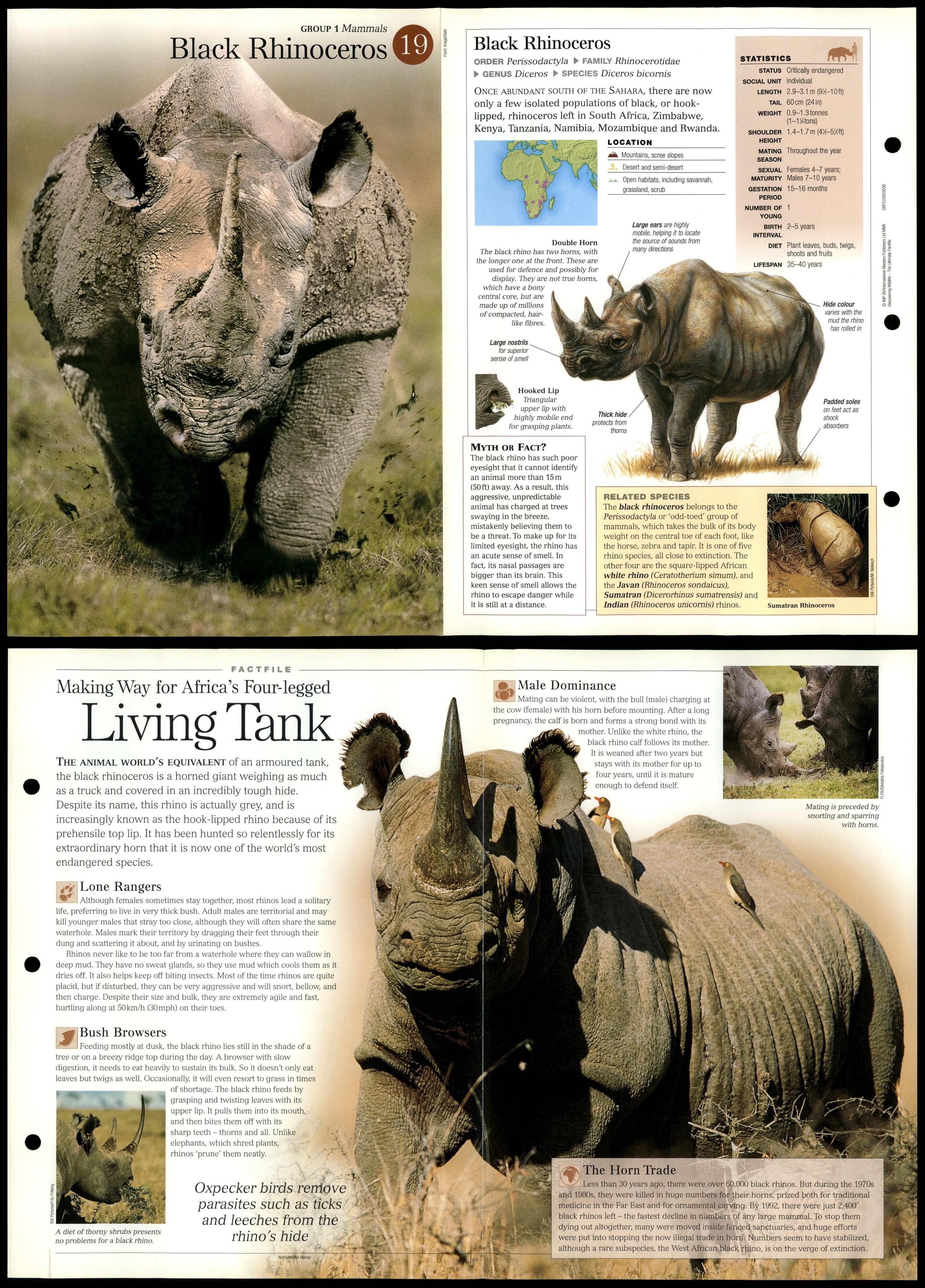 Black Rhinoceros #19 Mammals - Discovering Wildlife Fact File Fold-Out Card