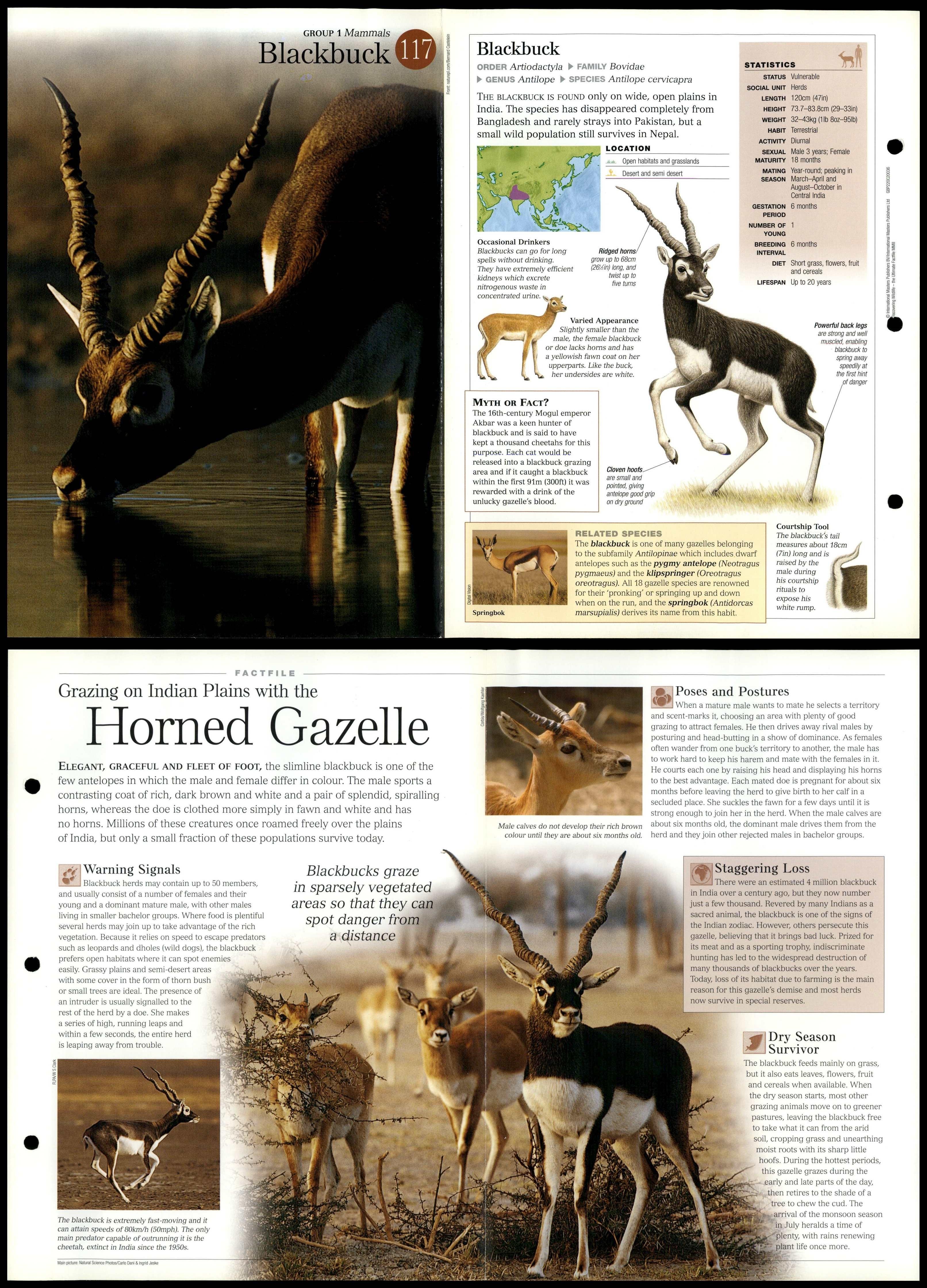 Blackbuck Mammals Discovering Wildlife Fact File Fold Out Card