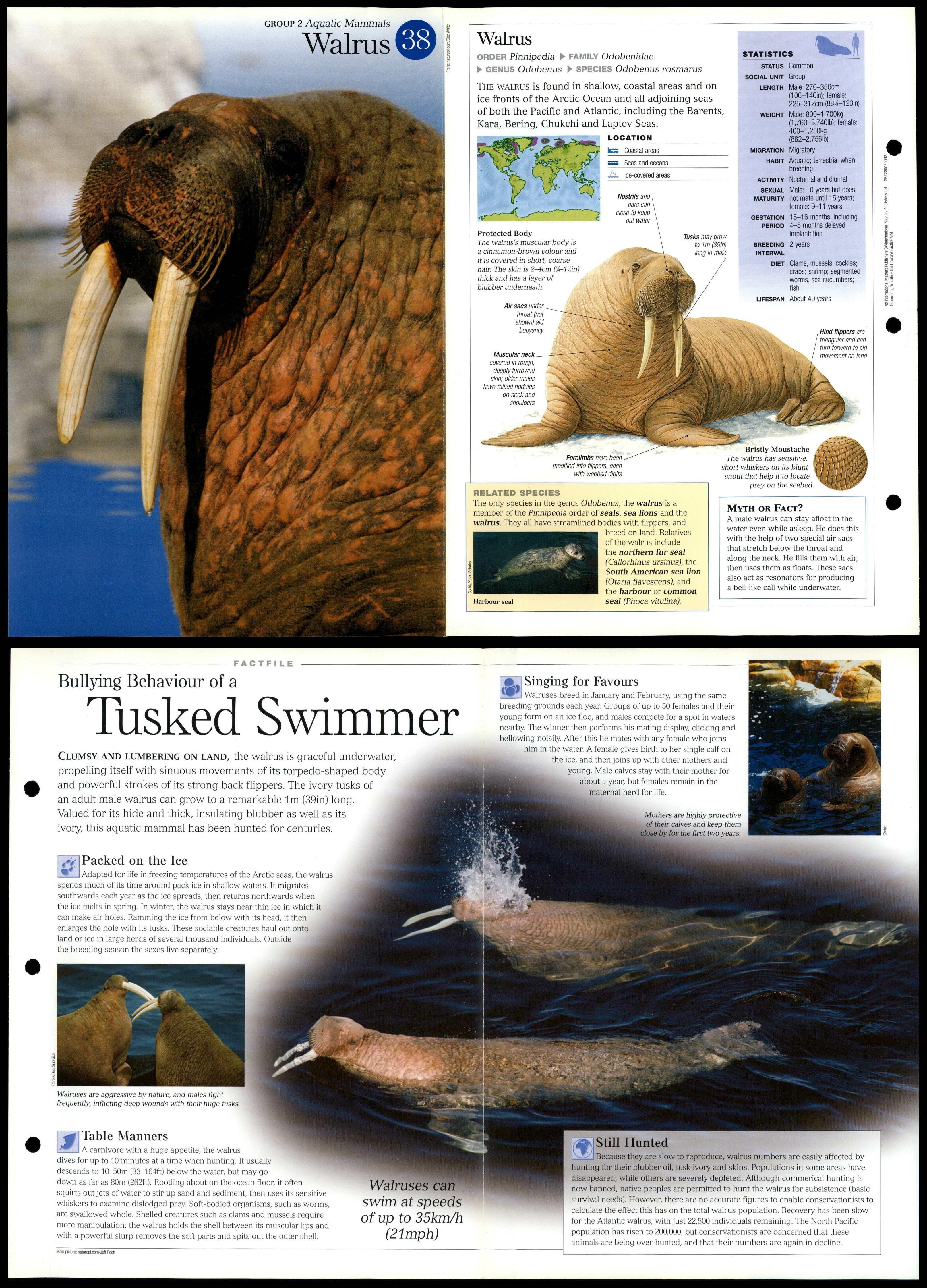 Walrus #38 Aquatic Mammals - Discovering Wildlife Fact File Fold-Out Card