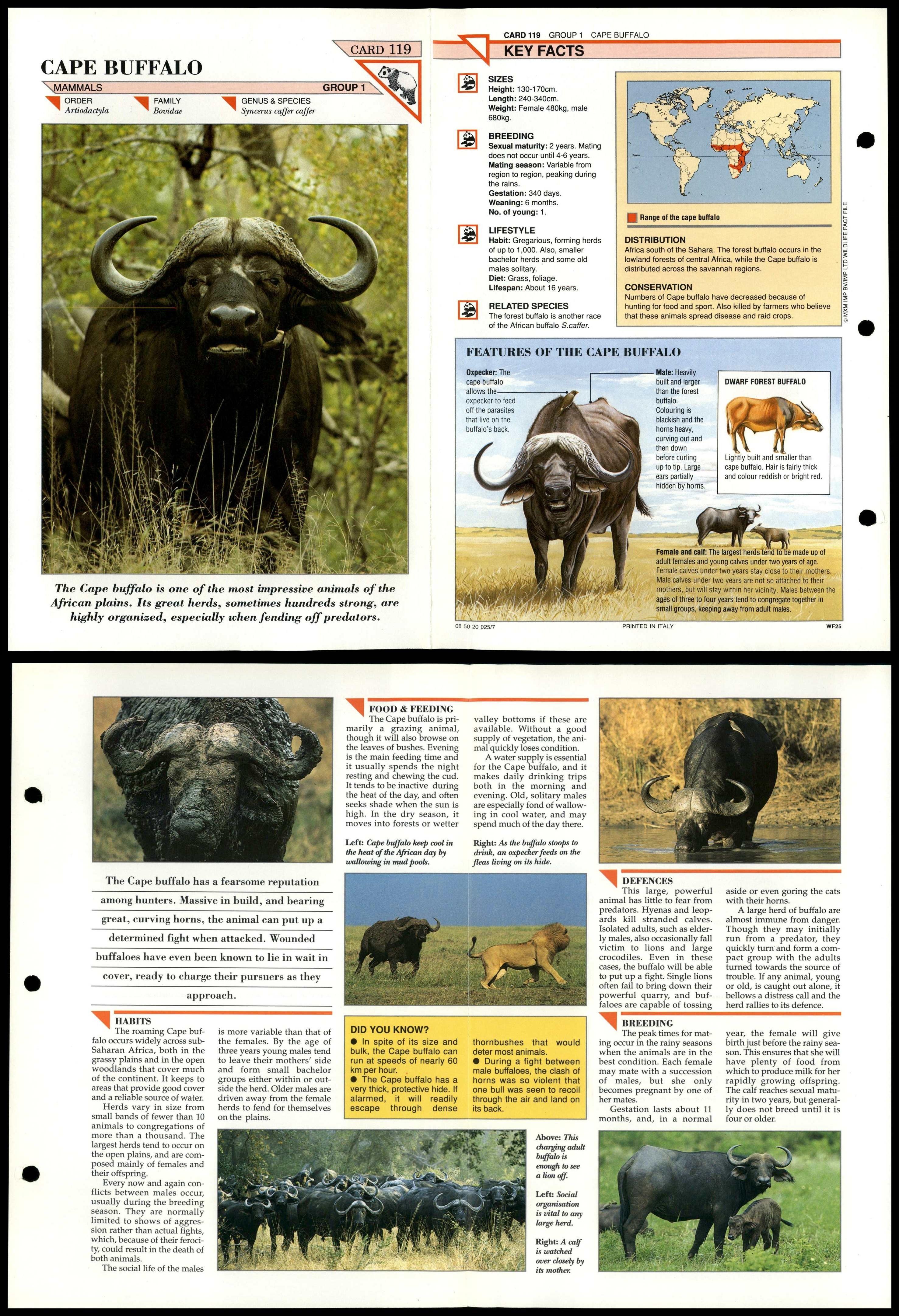 Cape Buffalo #119 Mammals Wildlife Fact File Fold-Out Card Cape Buffalo #119 Mammals Wildlife Fact File Fold-Out Card
