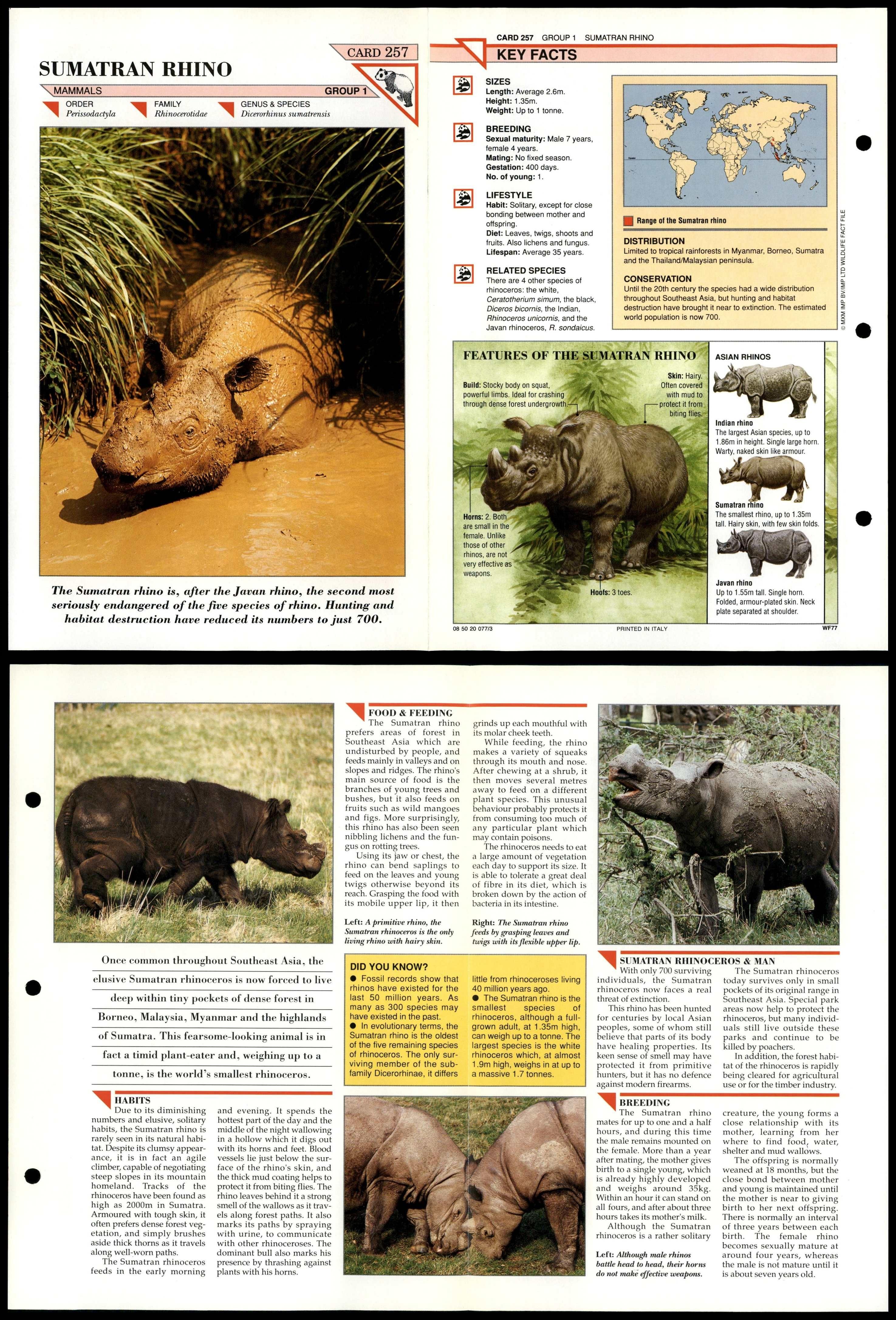Sumatran Rhino #257 Mammals Wildlife Fact File Fold-Out Card