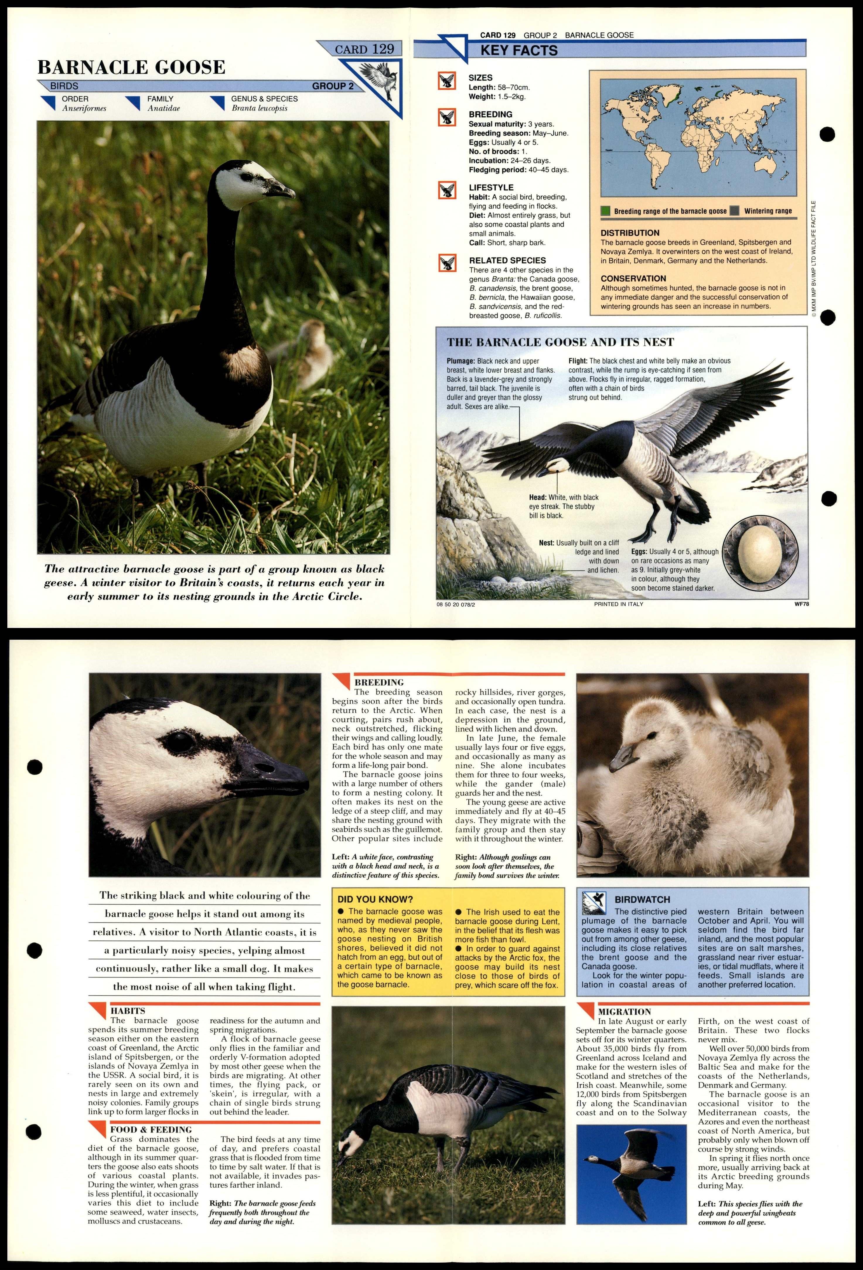 Barnacle Goose #129 Birds Wildlife Fact File Fold-Out Card
