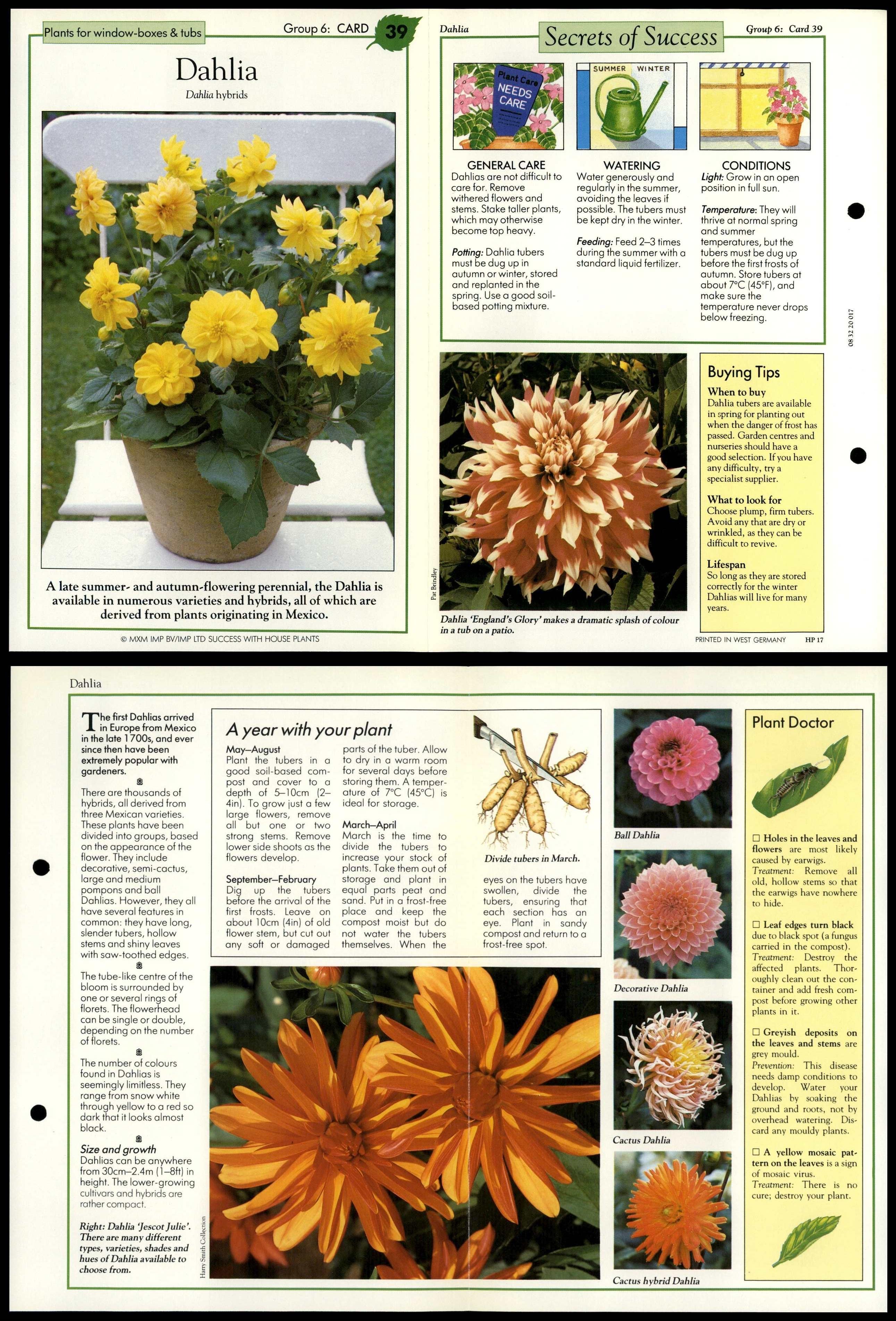 Dahlia 39 WindowBoxes Success With House Plants 1990 FoldOut Card