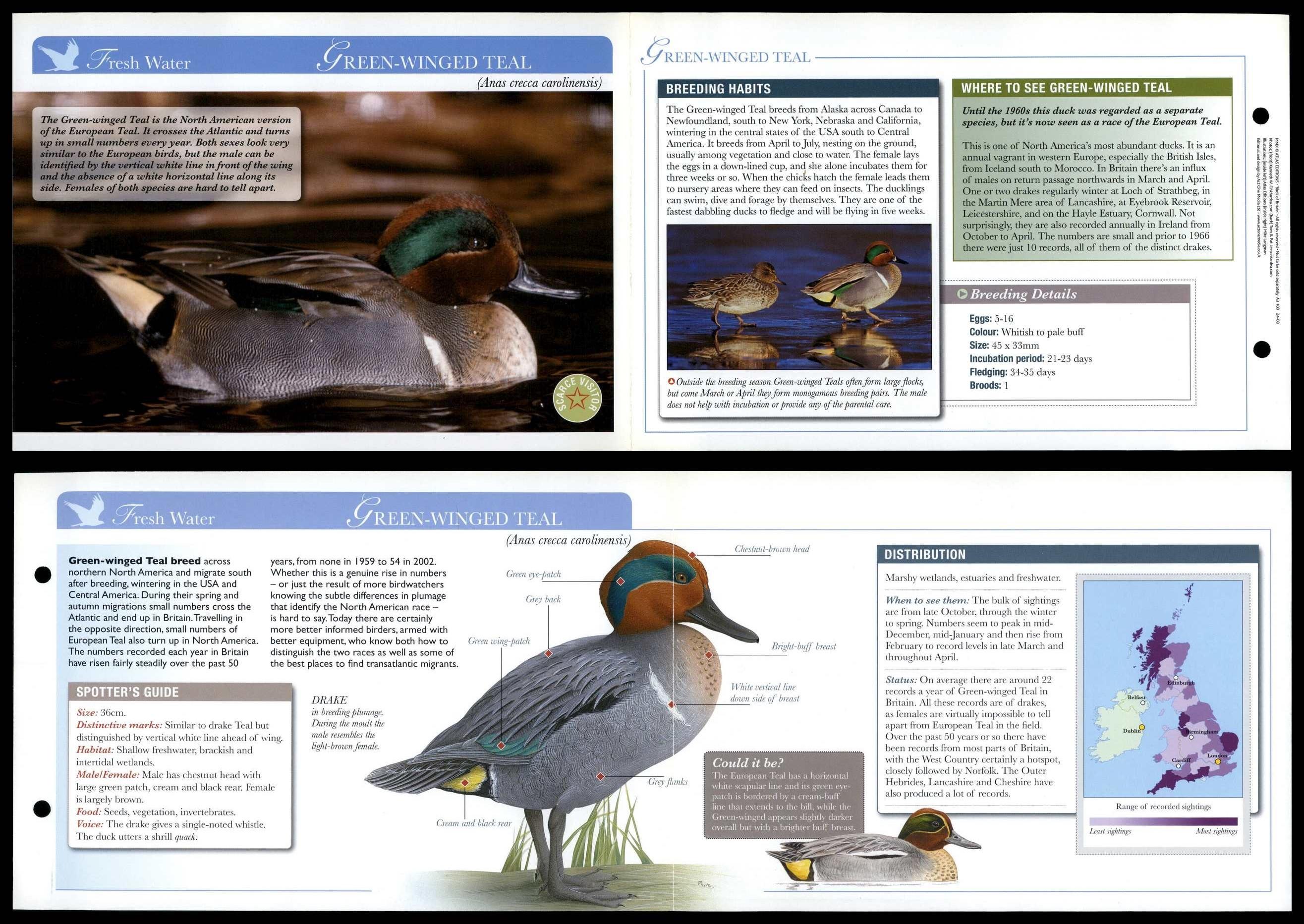 Green-winged Teal - Fresh Water - Birds Of Britain Atlas Editions Fold 