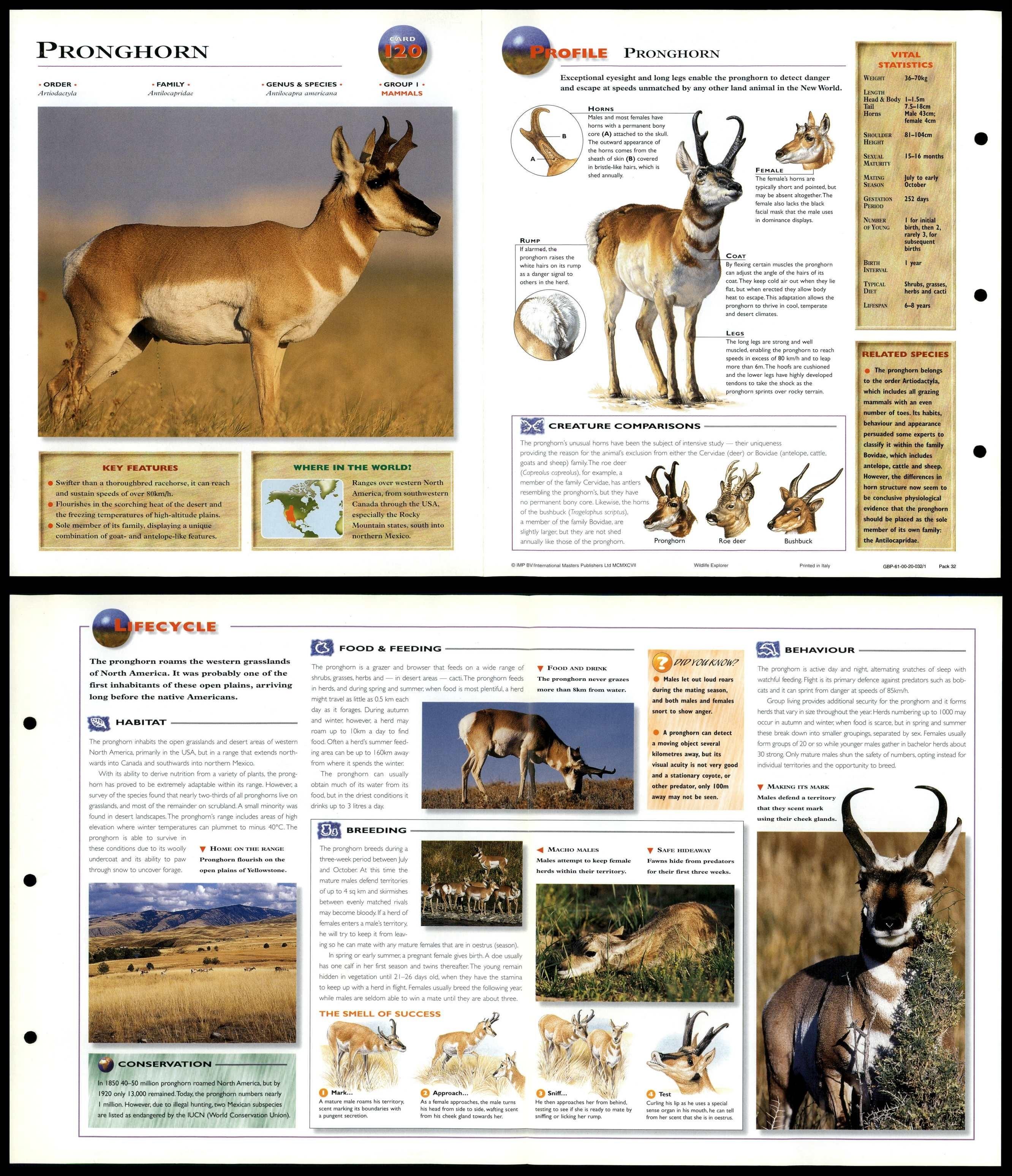 Pronghorn Mammals Wildlife Explorer Fold Out Card