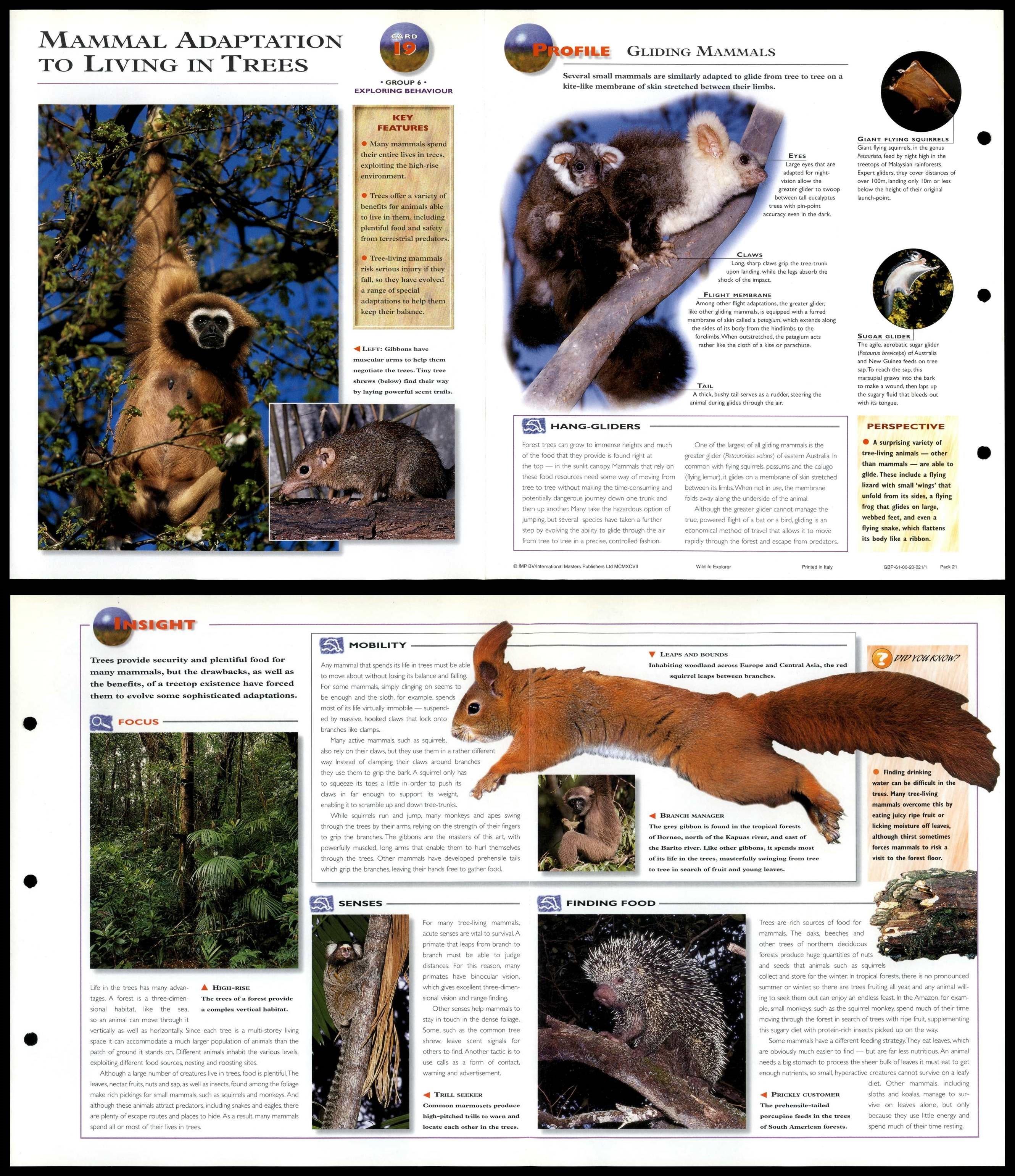 Mammal Adaptation To Living In Trees 19 Behaviour Wildlife Explorer