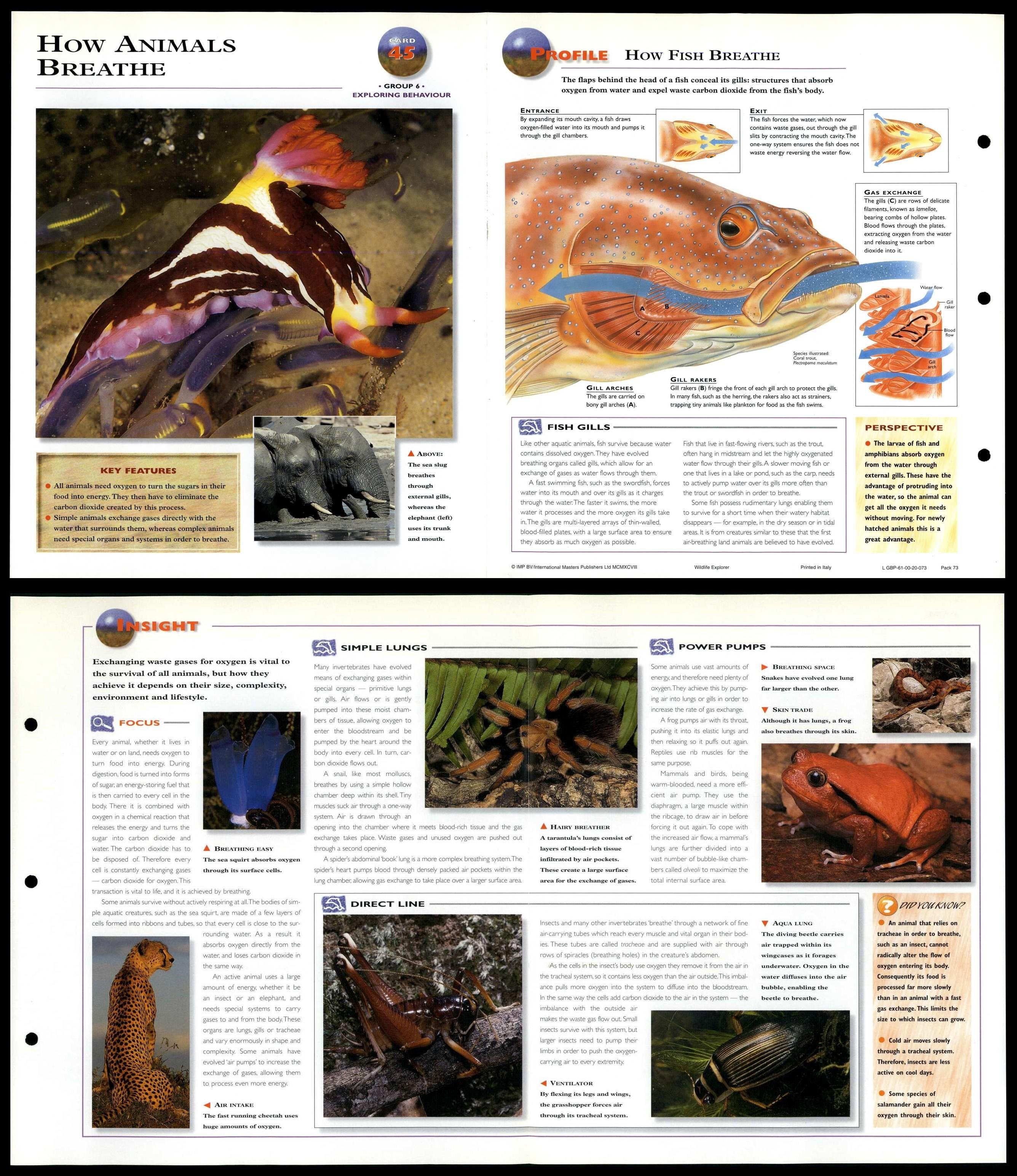 How Animals Breathe 45 Behaviour Wildlife Explorer FoldOut Card
