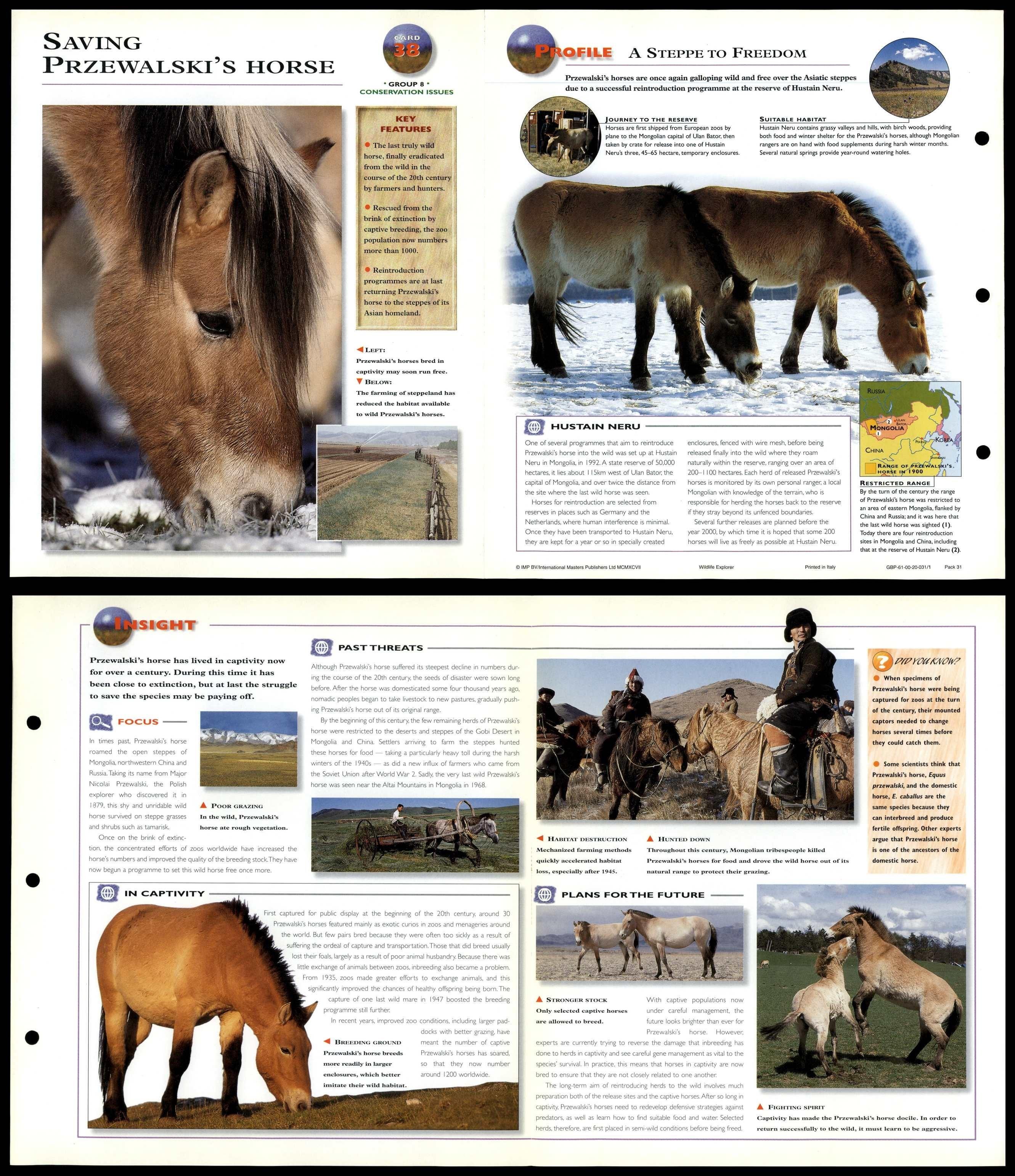 Saving Przewalski's Horse 38 Conservation Wildlife Explorer FoldOut