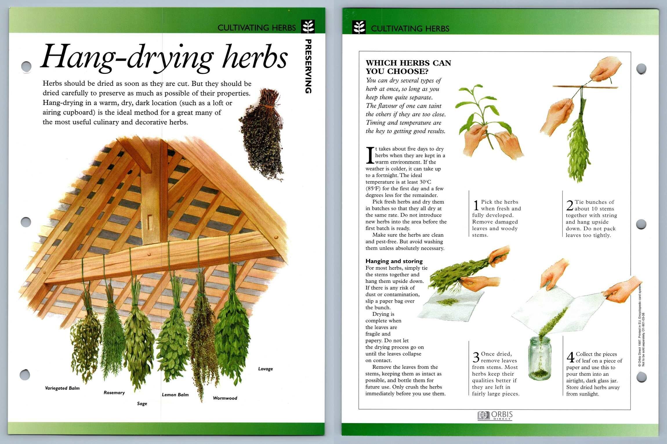 HangDrying Herbs Cultivating Secret World Of Herbs Fact File Card