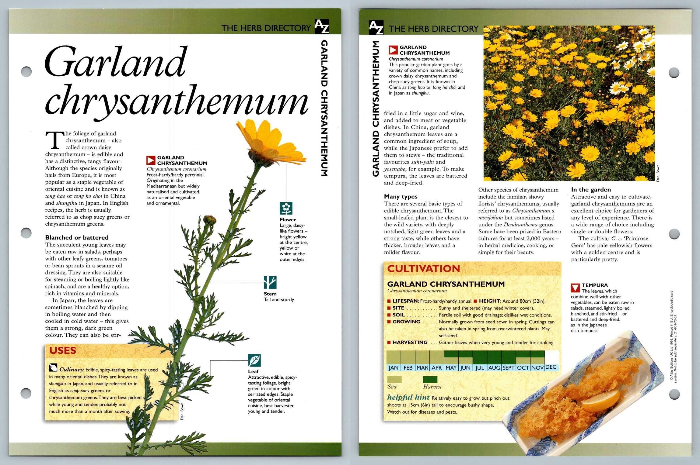 Garland Chrysanthemum Directory Secret World Of Herbs Fact File Card