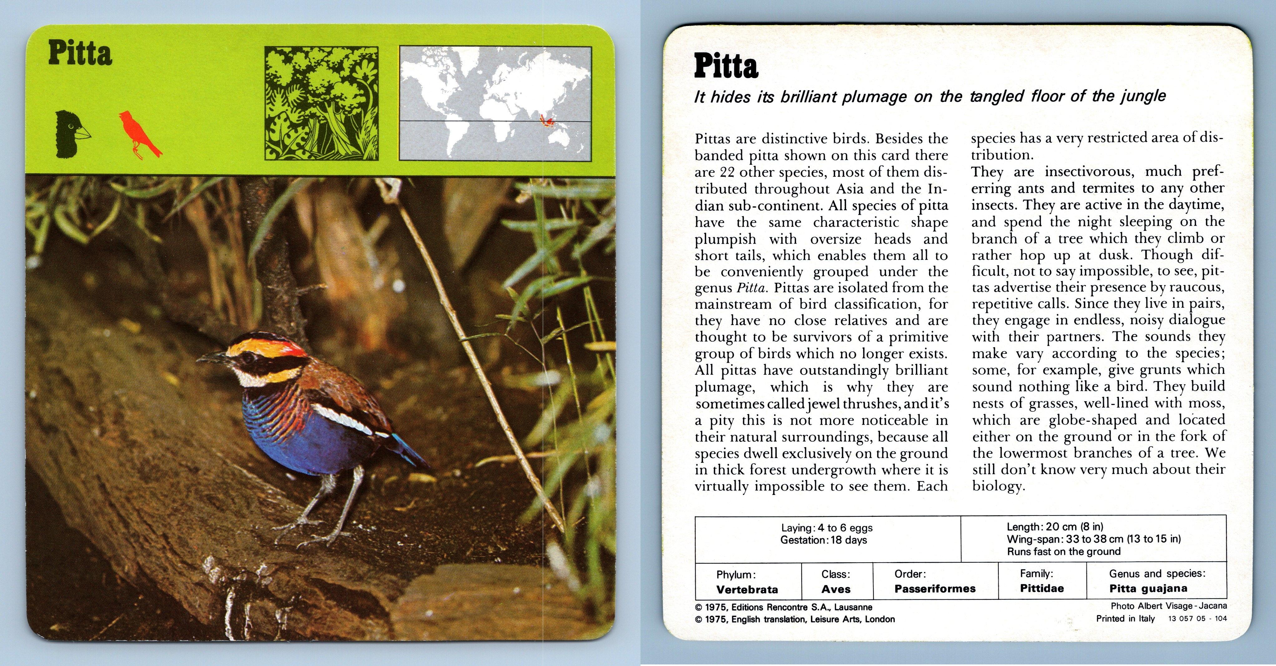 Pitta Birds 1970 S Rencontre Safari Wildlife Card