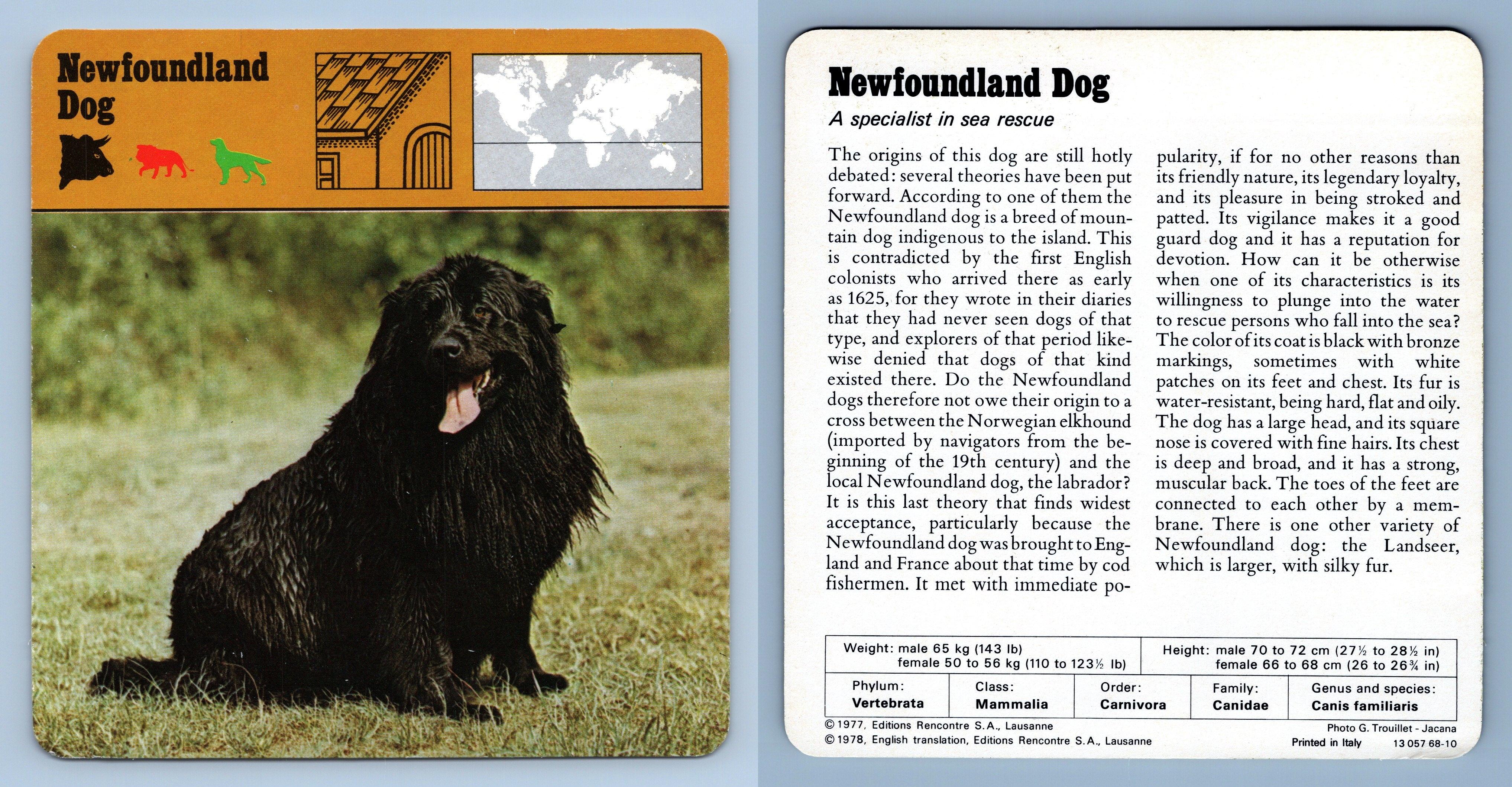 Newfoundland Dog - Mammals - 1970's Rencontre Safari Wildlife Card