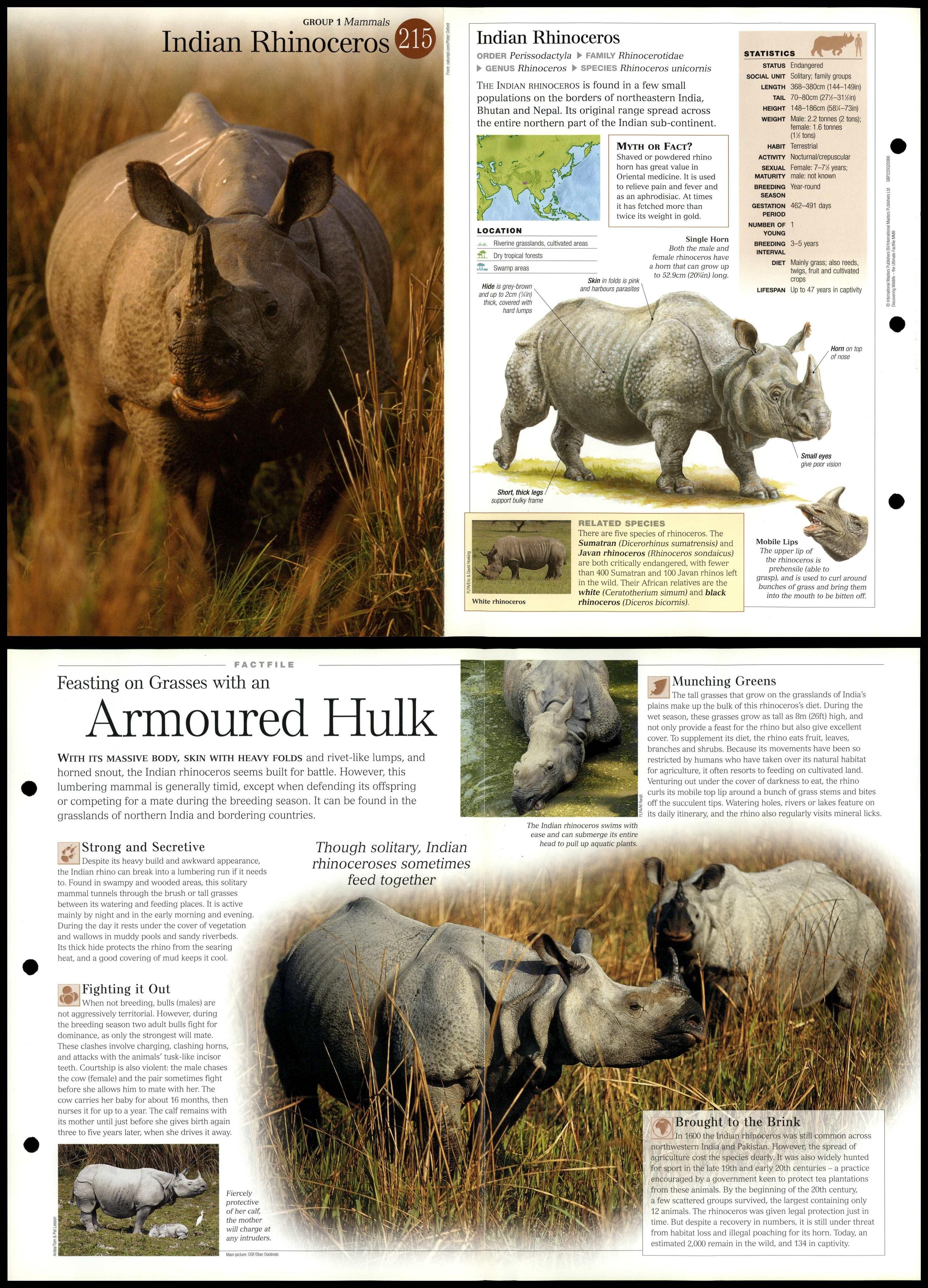 Indian Rhinoceros #215 Mammals - Discovering Wildlife Fact File Fold-Out  Card