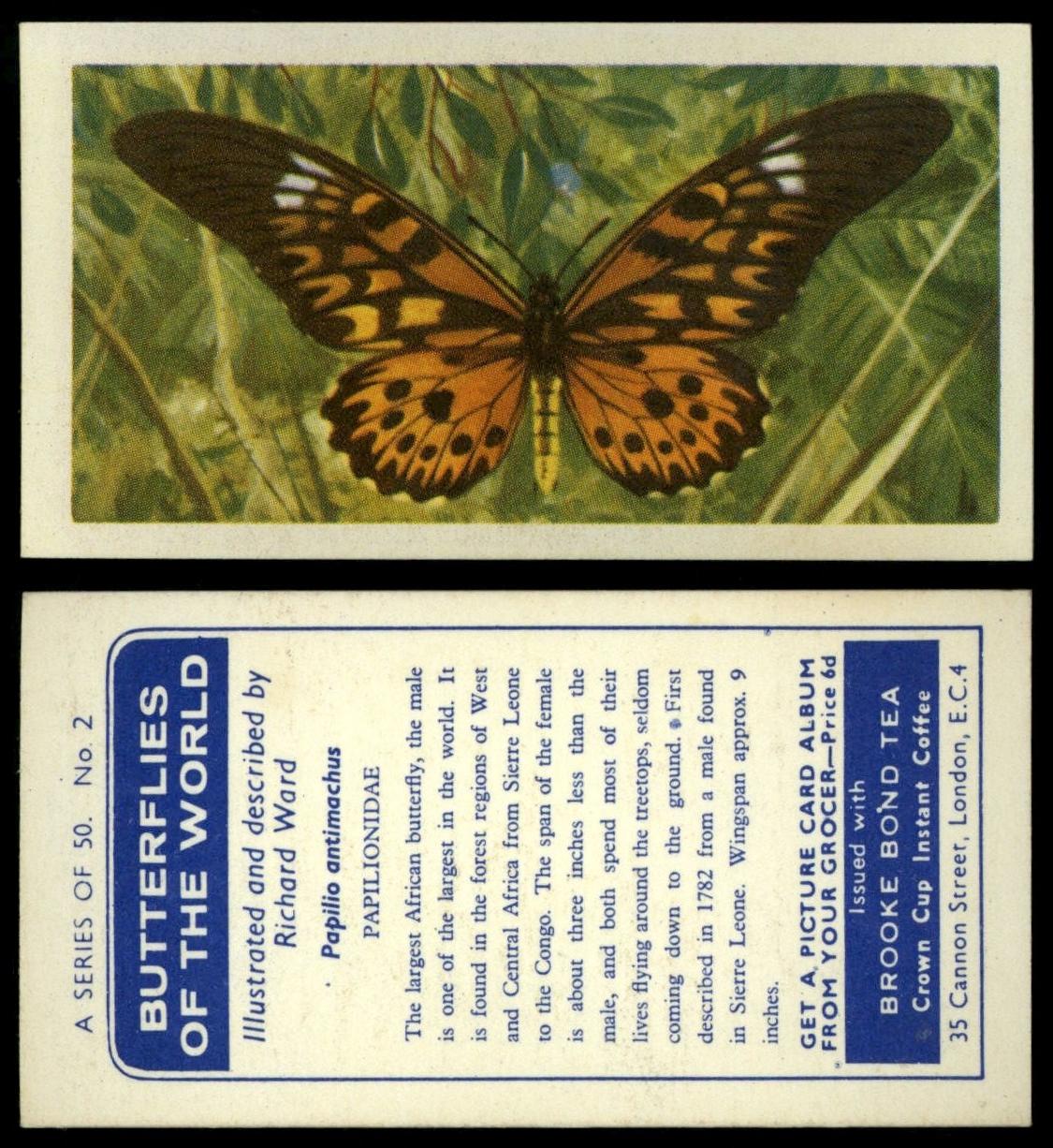 Papilio Antimachus #2 Butterflies Of The World 1964 Brooke Bond Tea Card C1922 