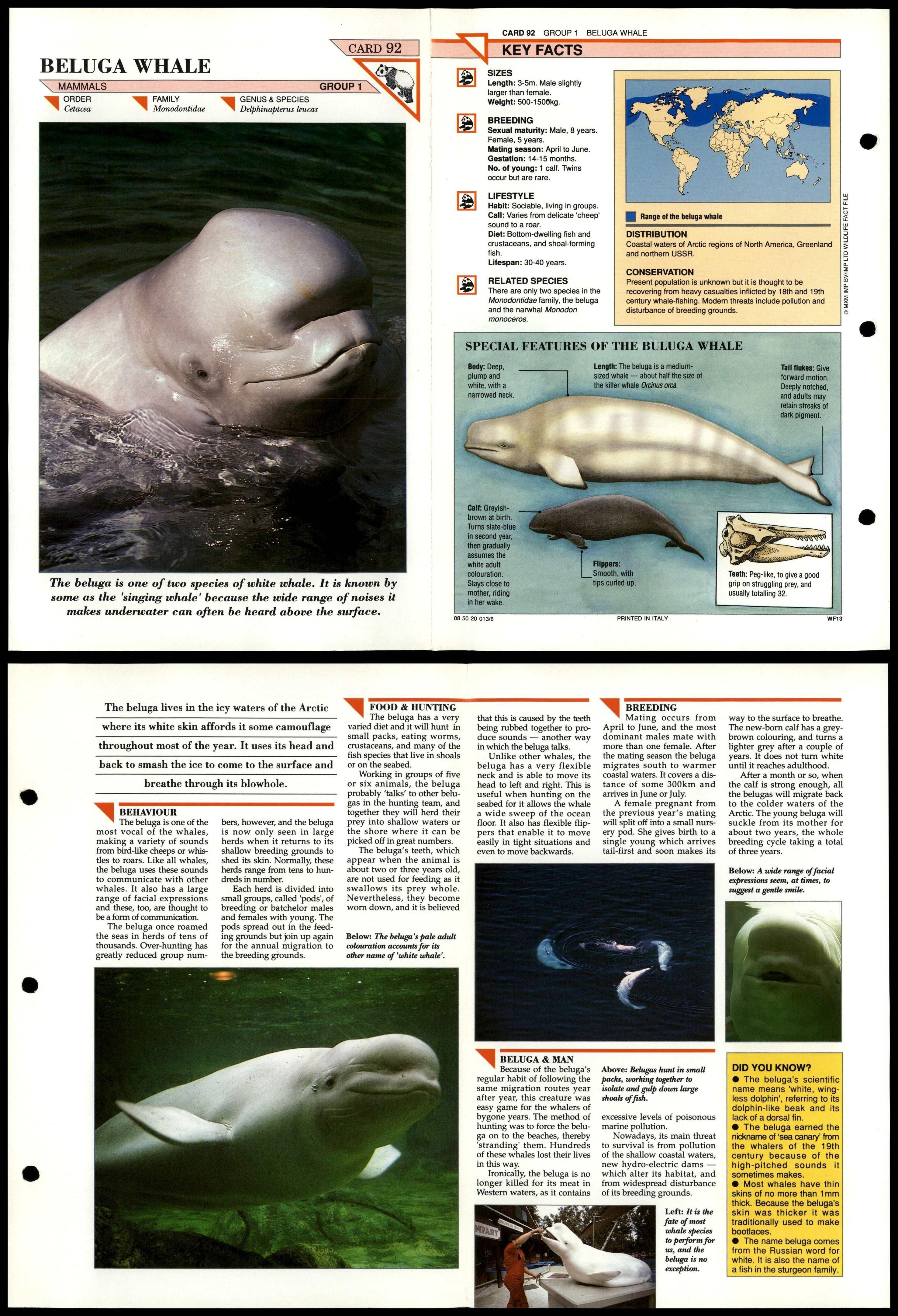 Beluga Whale 92 Mammals Wildlife Fact File Fold Out Card