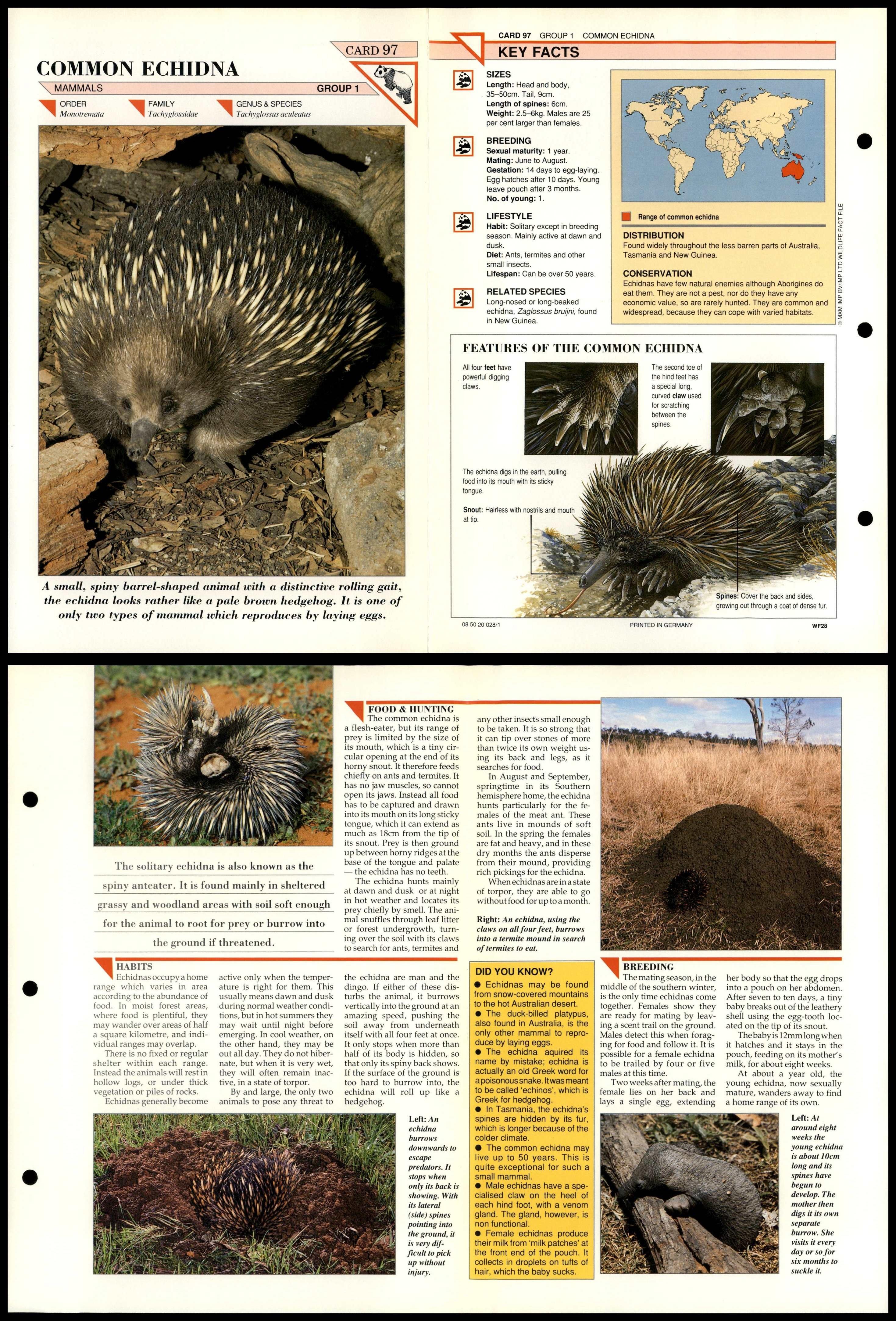 Common Echidna #97 Mammals Wildlife Fact File Fold-Out Card