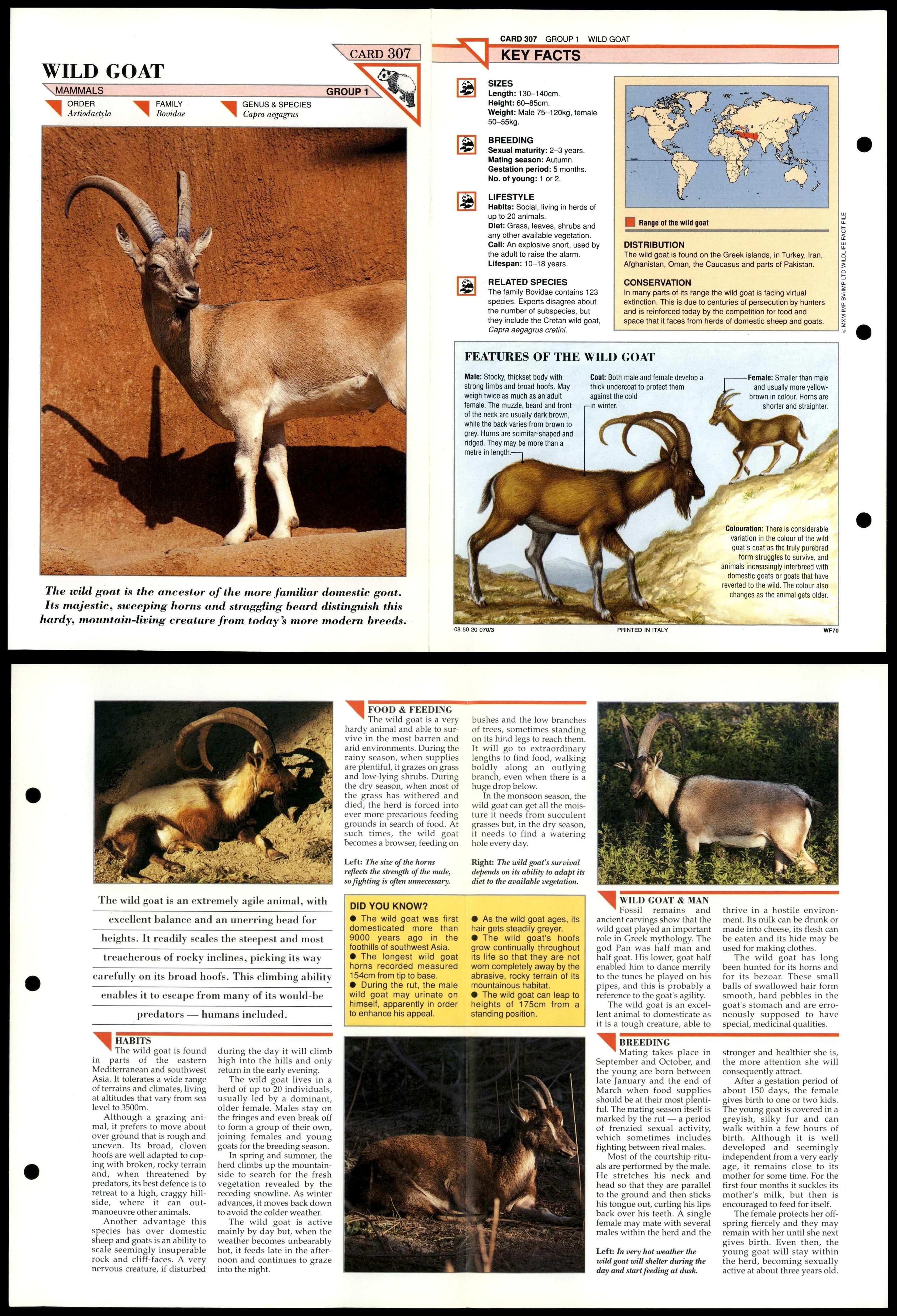 Wild Goat 307 Mammals Wildlife Fact File Fold Out Card