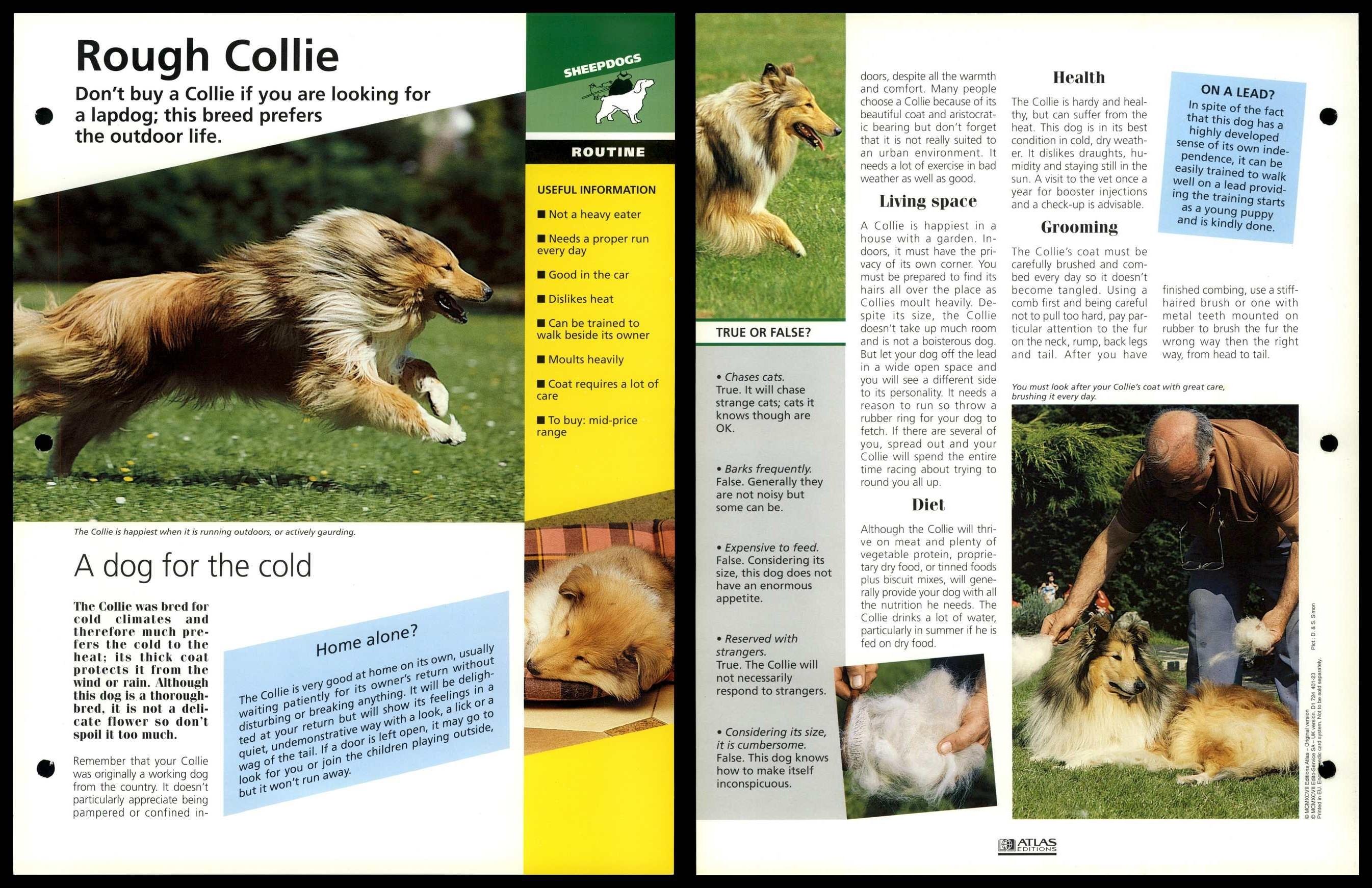 are rough collie noisy