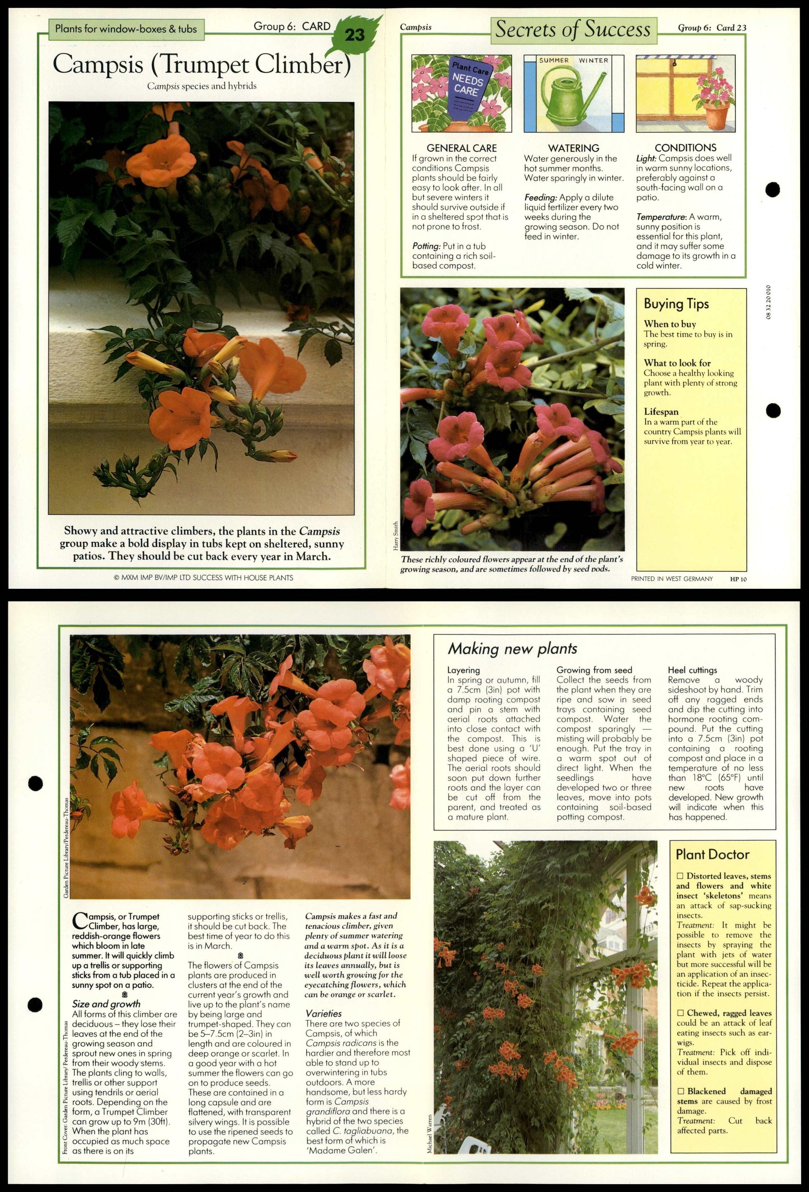 Campsis 23 Window Boxes Success With House Plants 1990 Fold Out Card