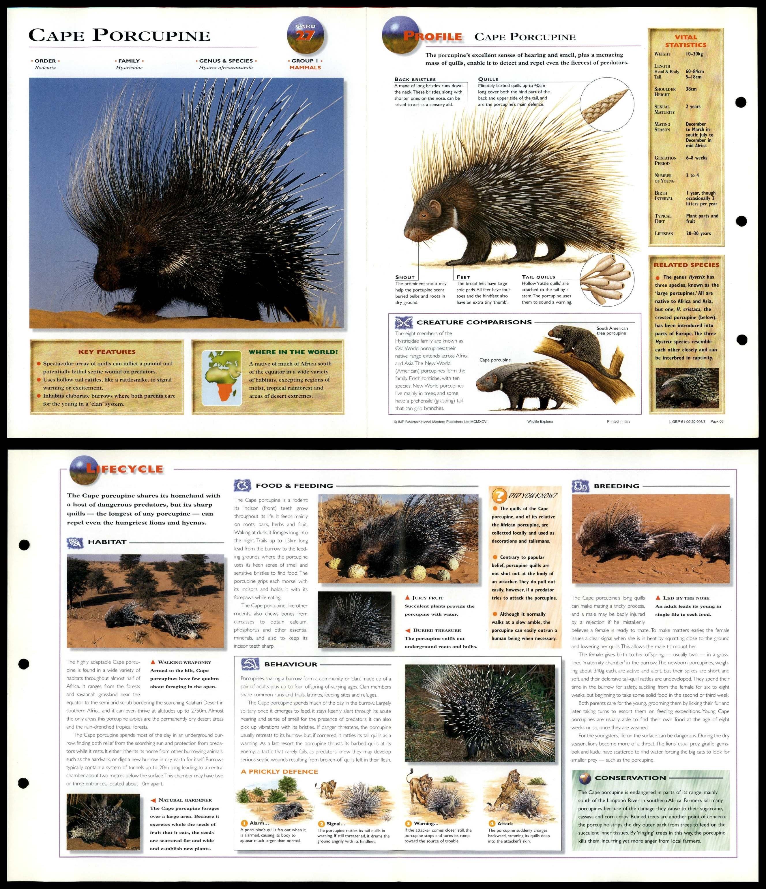 Cape Porcupine Mammals Wildlife Explorer Fold Out Card