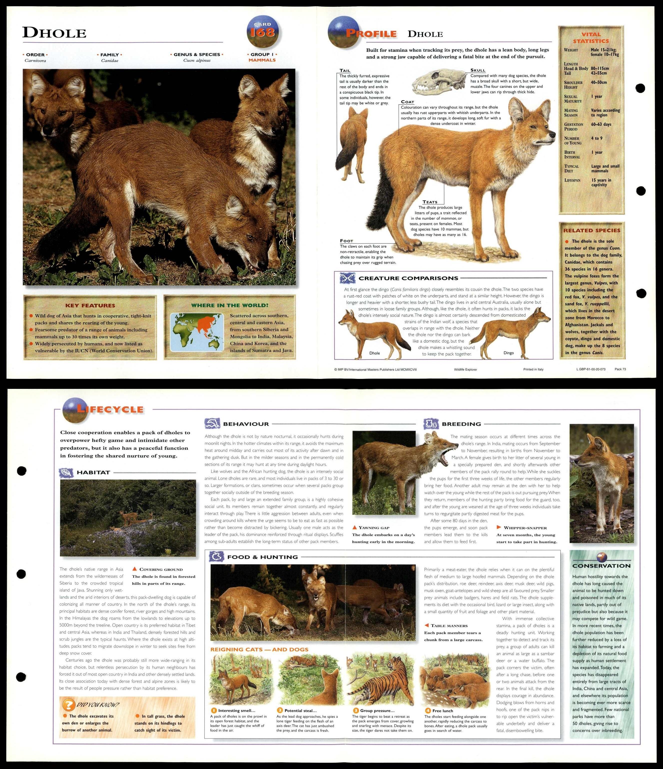 Dhole Mammals Wildlife Explorer Fold Out Card