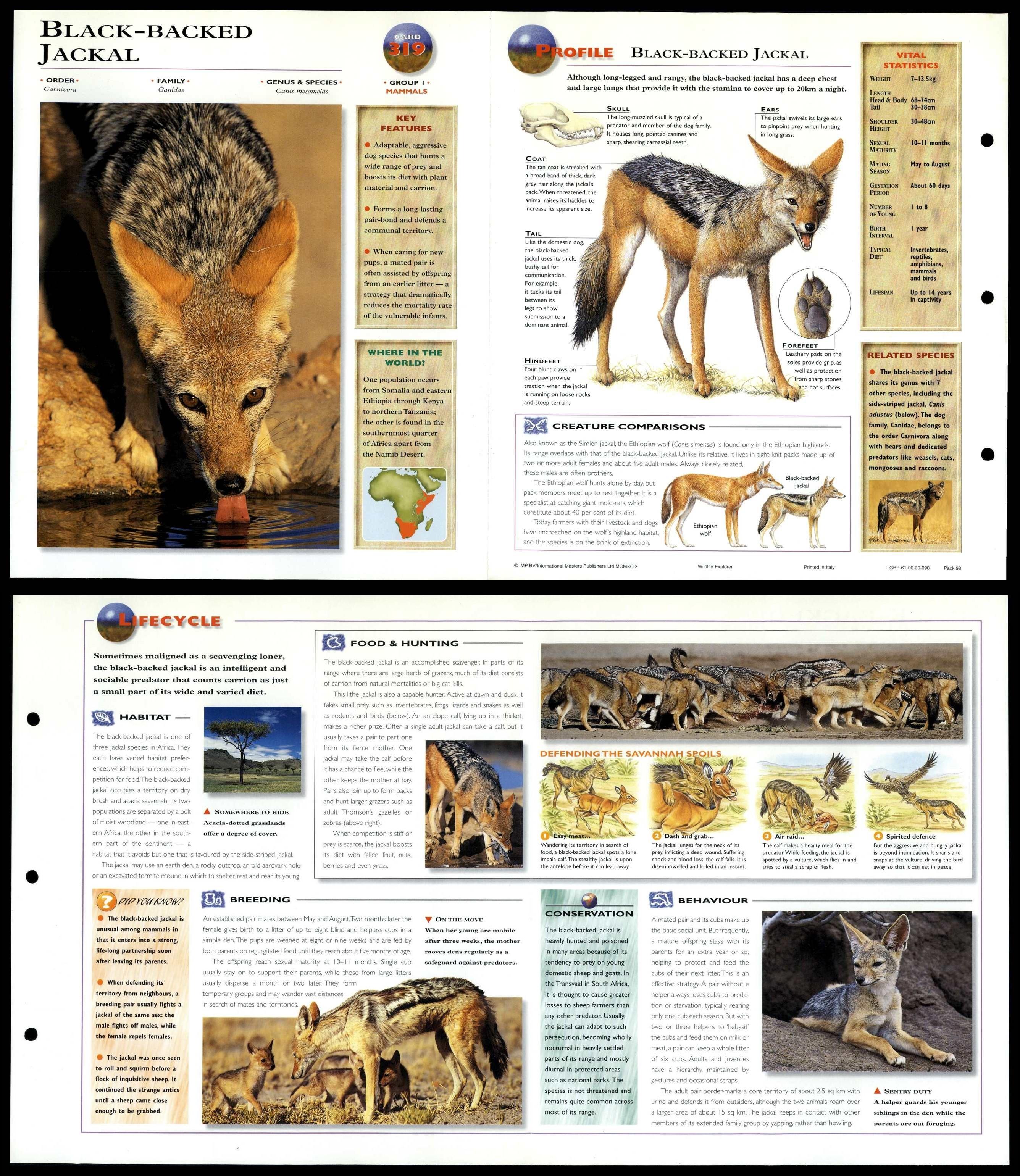 Black Backed Jackal 319 Mammals Wildlife Explorer Fold Out Card