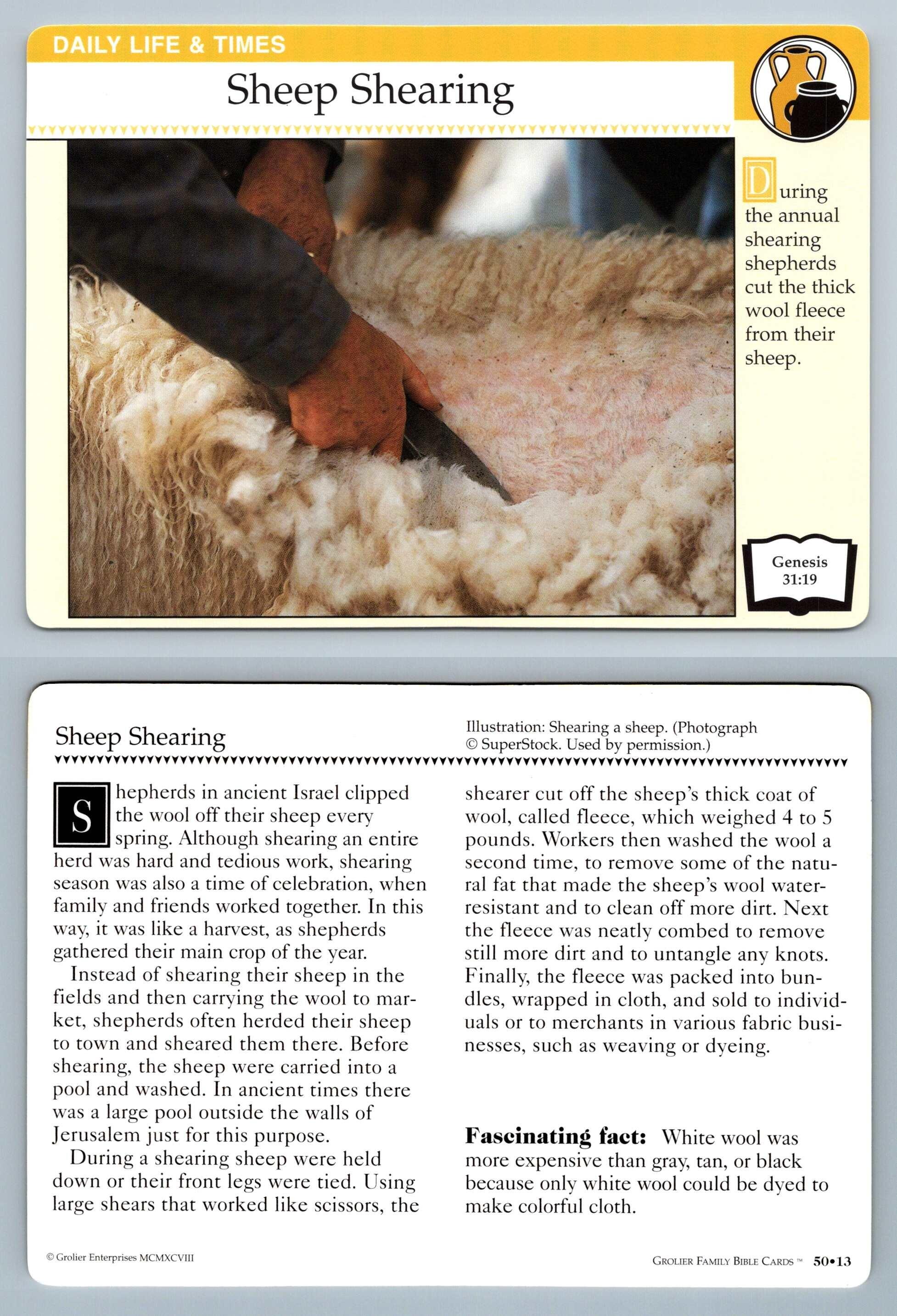 Sheep Shearing 50.13 Life Family Bible 19942001 Grolier Card