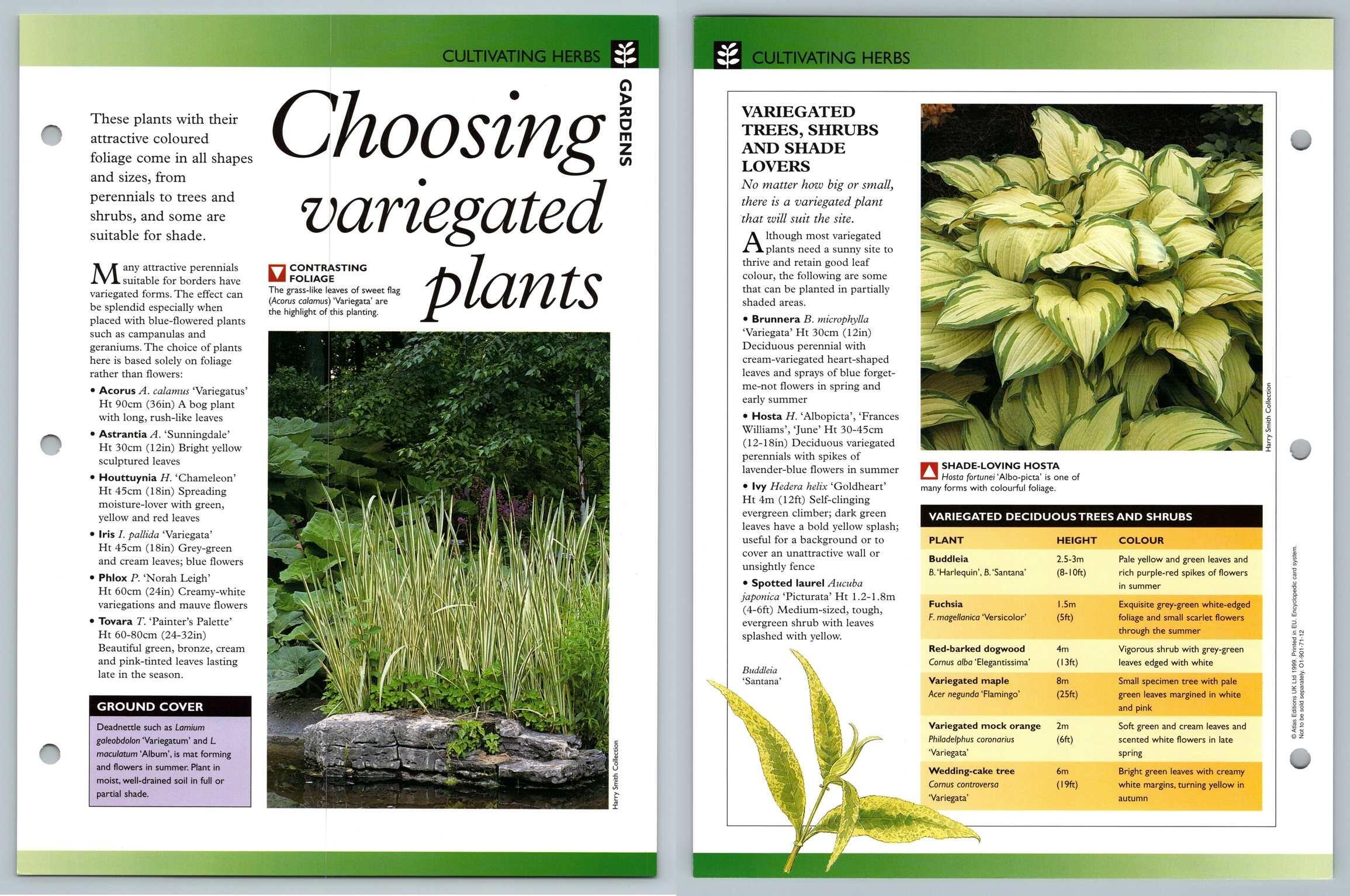 Choosing Variegated Plants Cultivating Secret World Of Herbs Fact