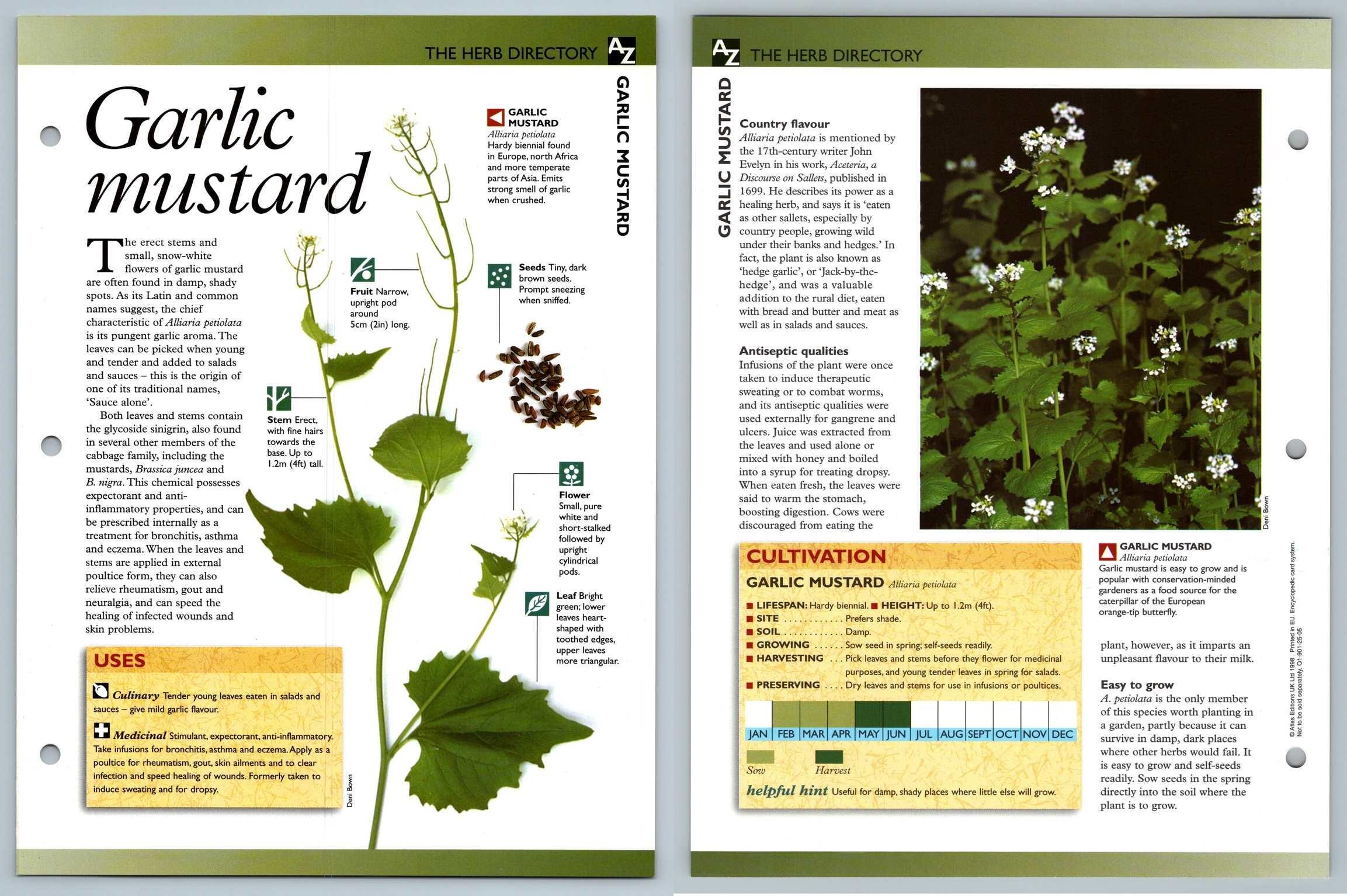 Garlic Mustard Directory Secret World Of Herbs Fact File Card