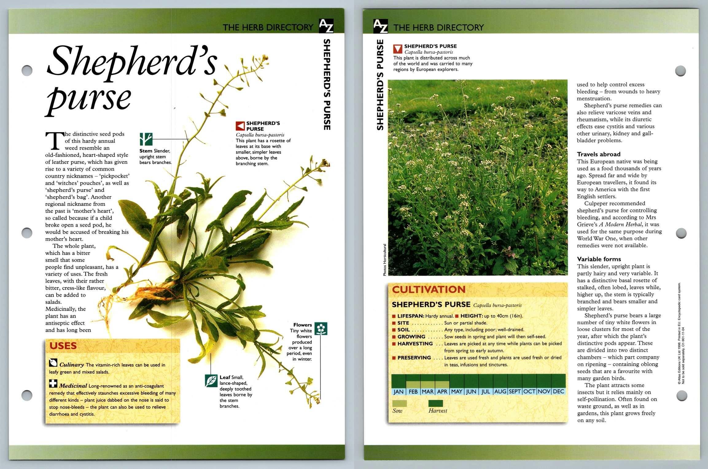 Shepherd's Purse Directory Secret World Of Herbs Fact File Card