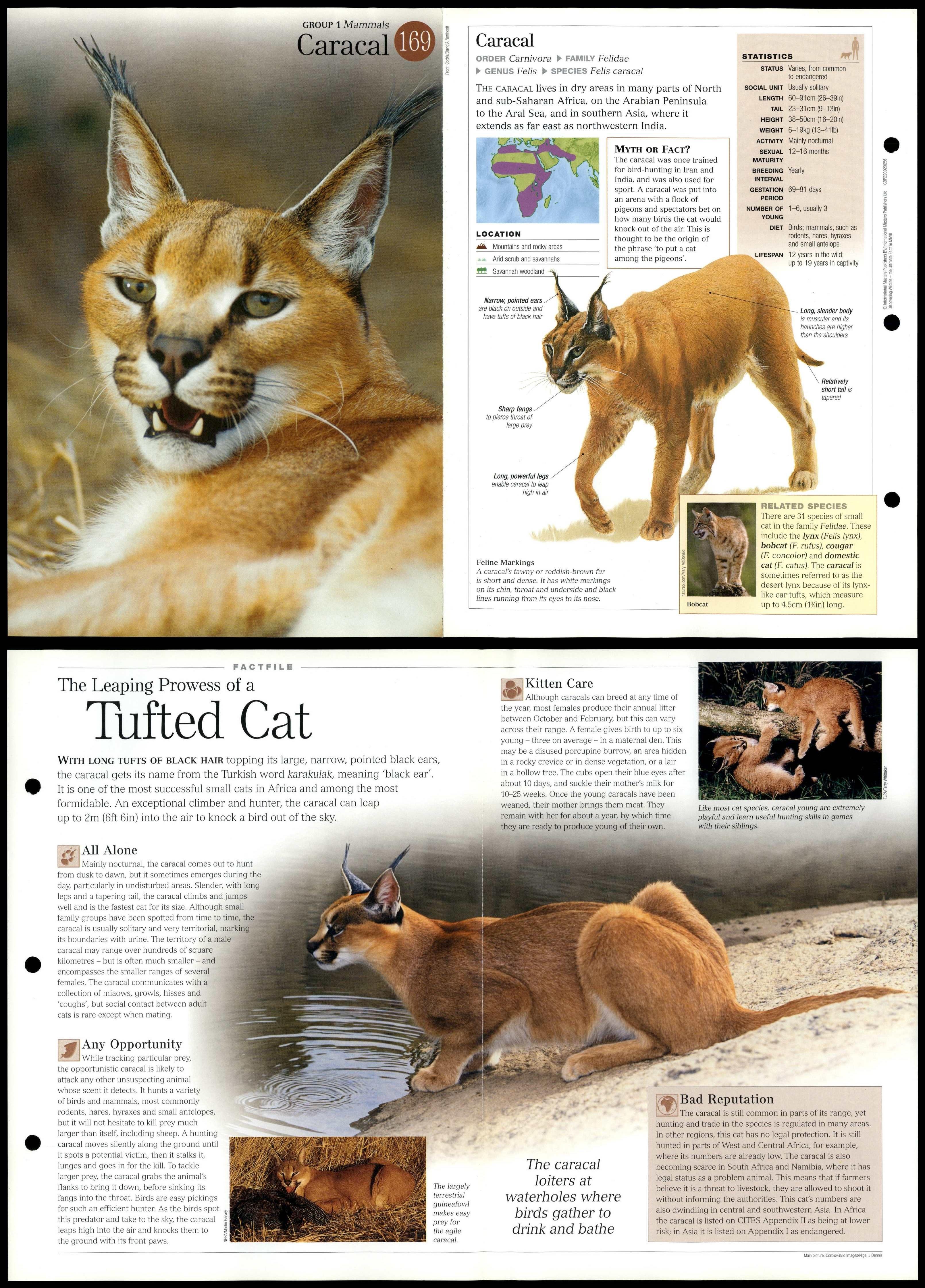 Caracal Mammals Discovering Wildlife Fact File Fold Out Card