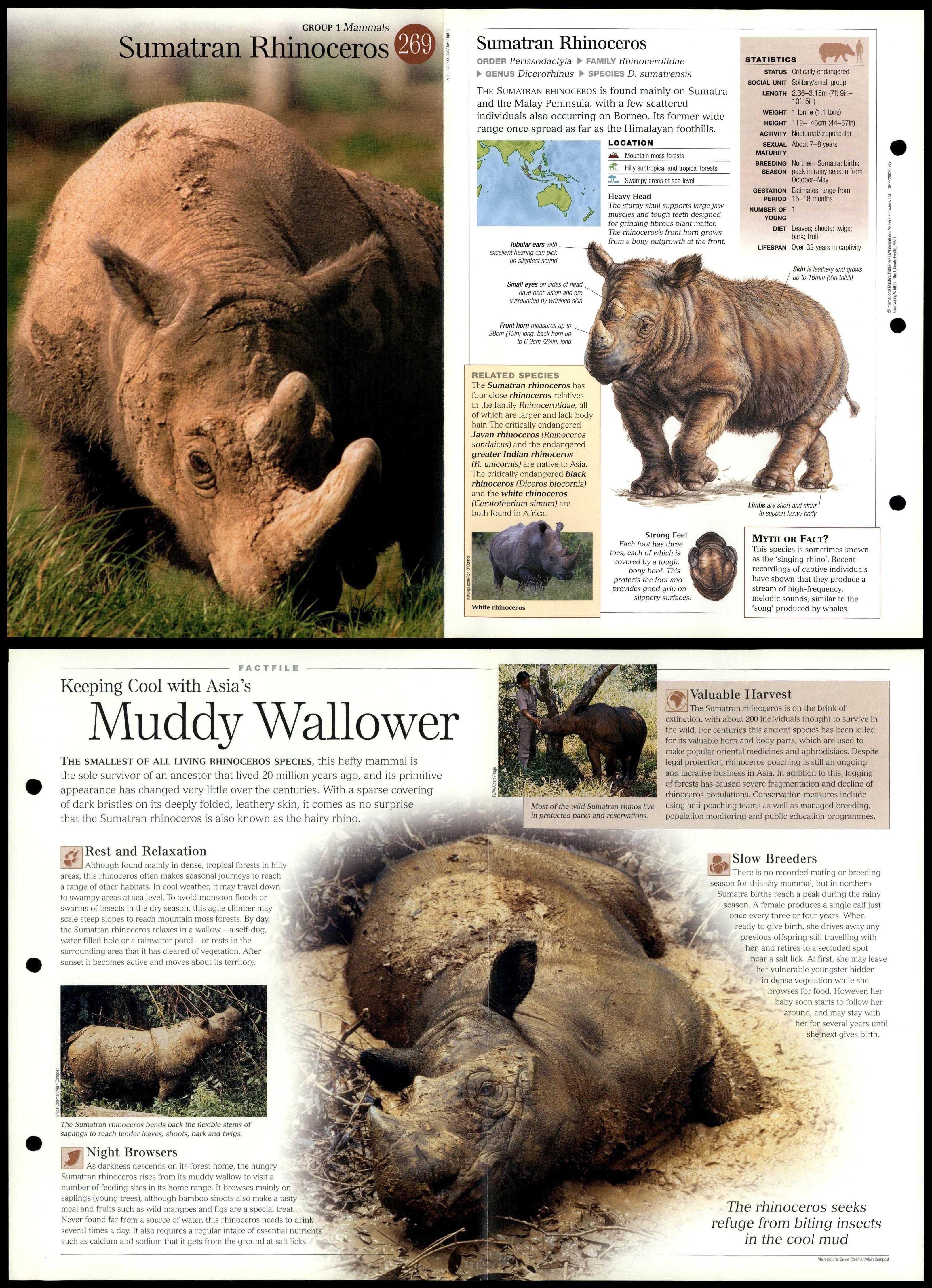 Sumatran Rhinoceros 269 Mammals Discovering Wildlife Fact File Fold