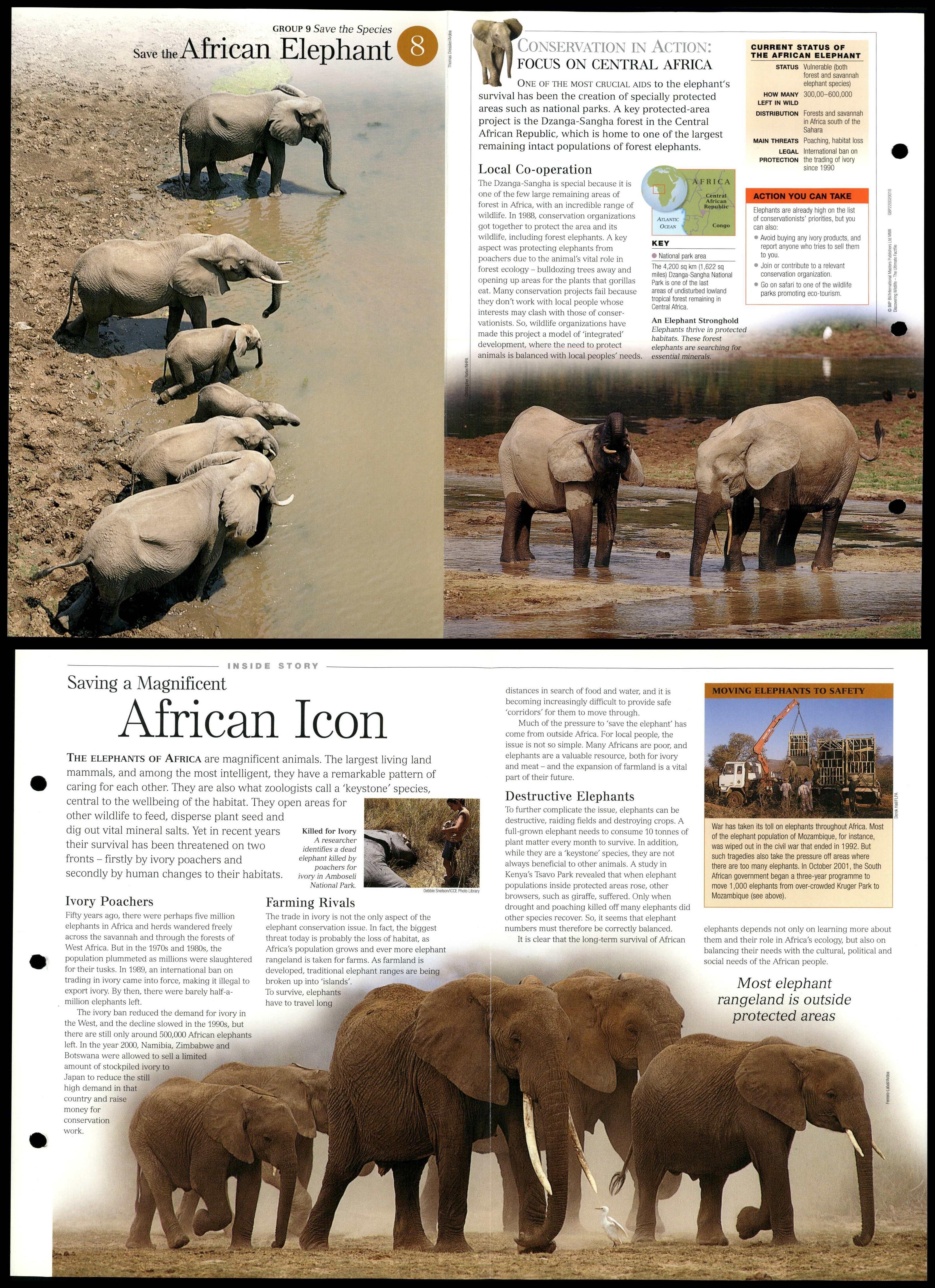 African Elephant #8 - Save Species Discovering Wildlife Fact File Fold