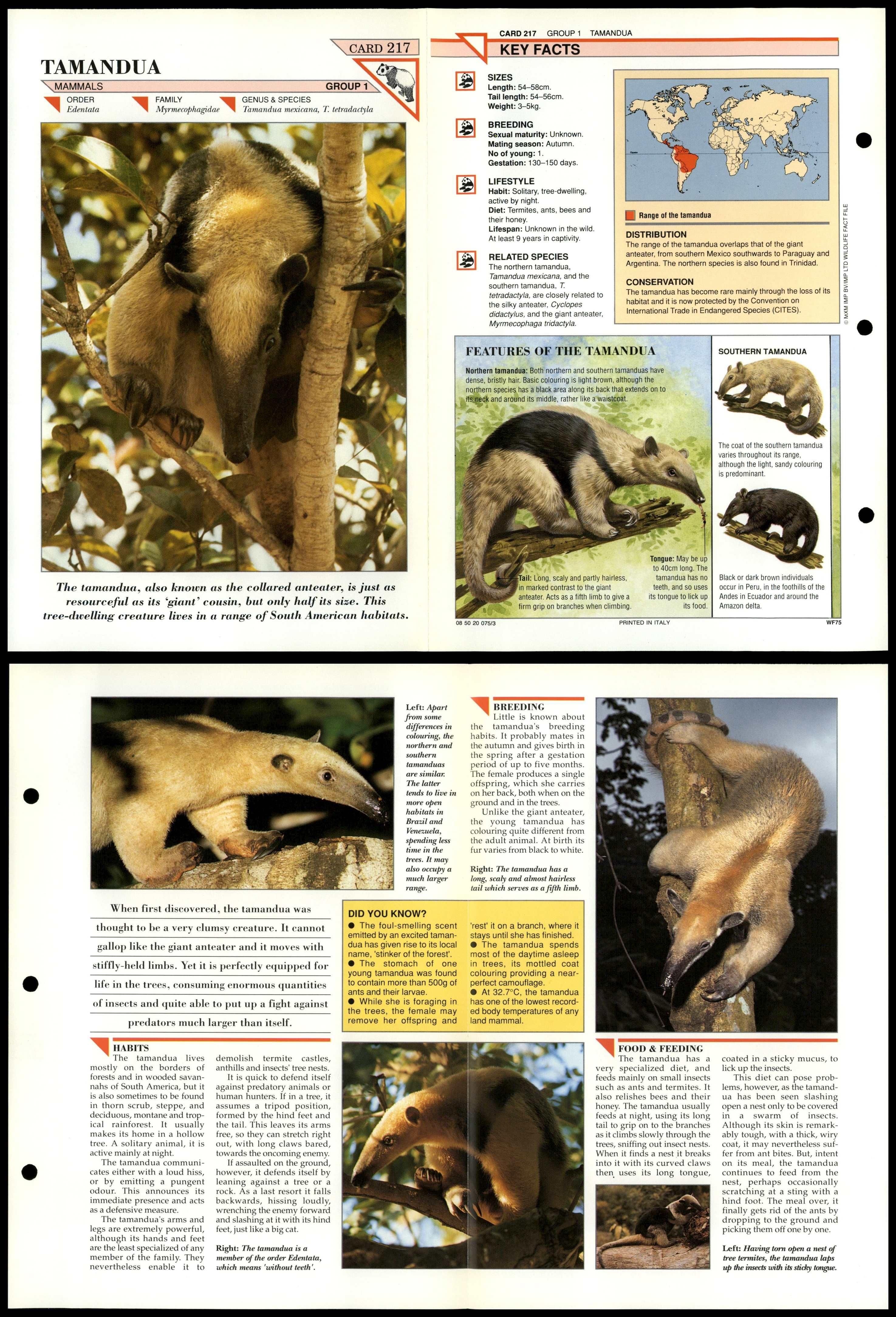 Tamandua #217 Mammals Wildlife Fact File Fold-Out Card