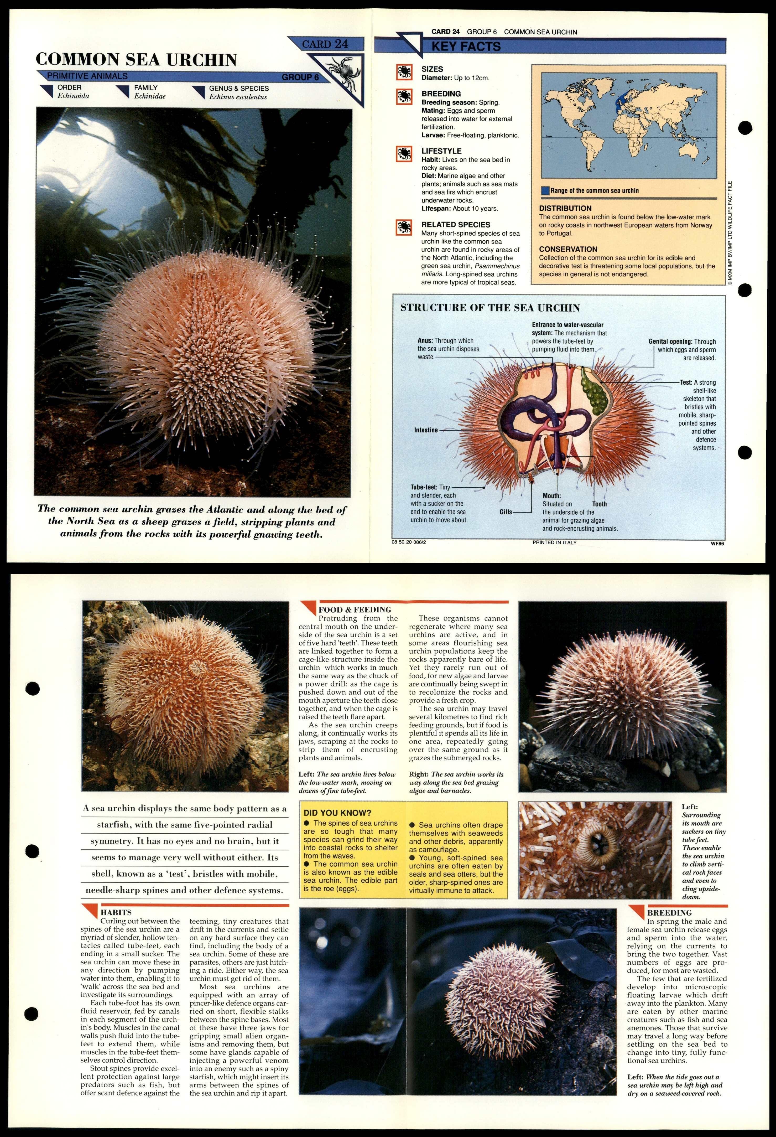 Common Sea Urchin 24 Primitive Wildlife Fact File FoldOut Card
