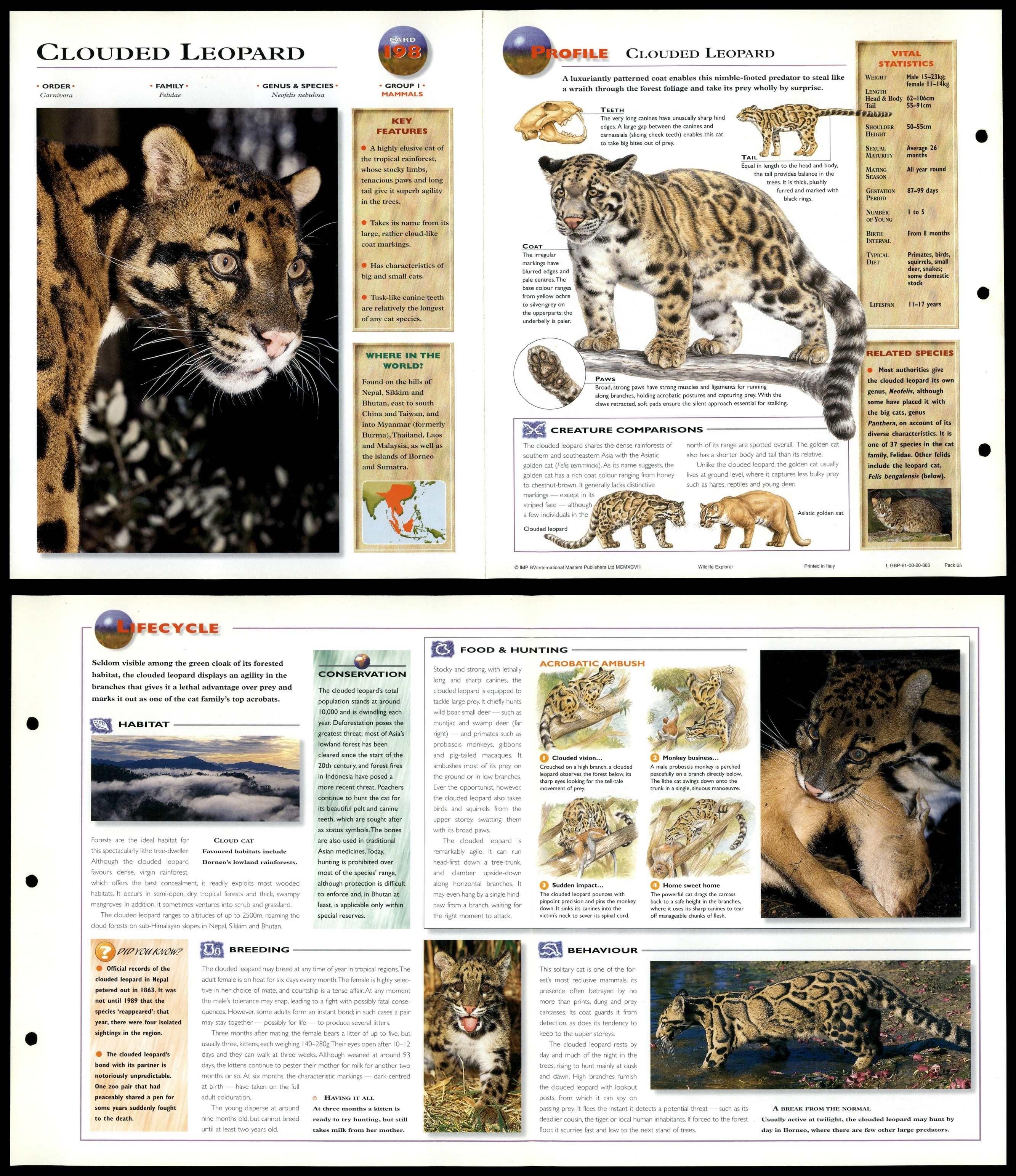 Clouded Leopard Mammals Wildlife Explorer Fold Out Card