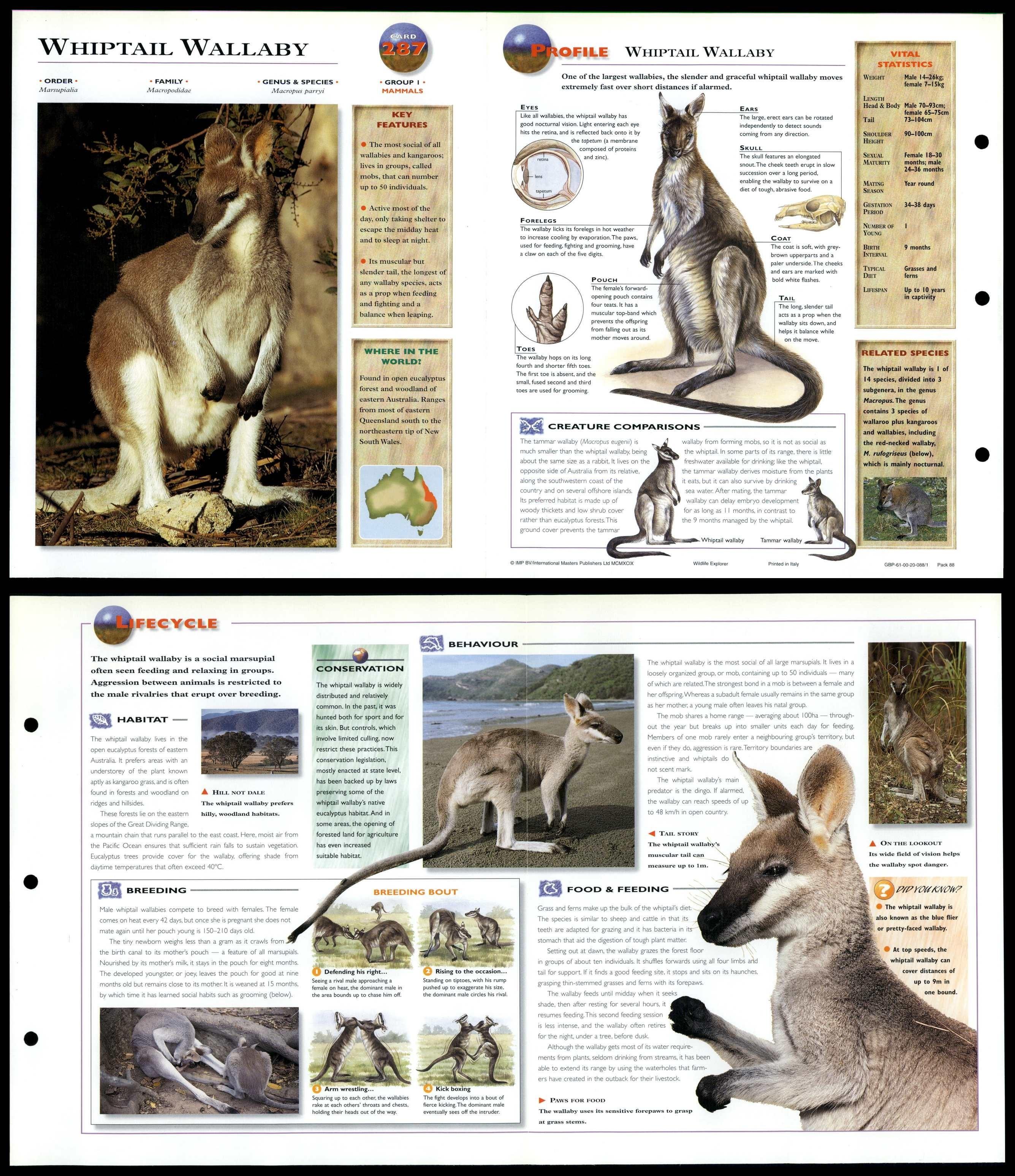 Whiptail Wallaby Mammals Wildlife Explorer Fold Out Card