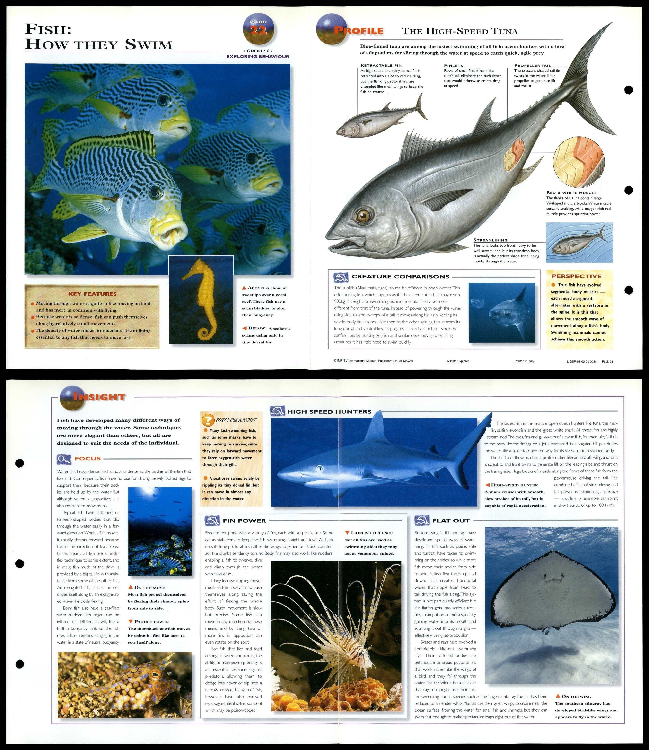 Fish How They Swim 22 Behaviour Wildlife Explorer Fold Out Card