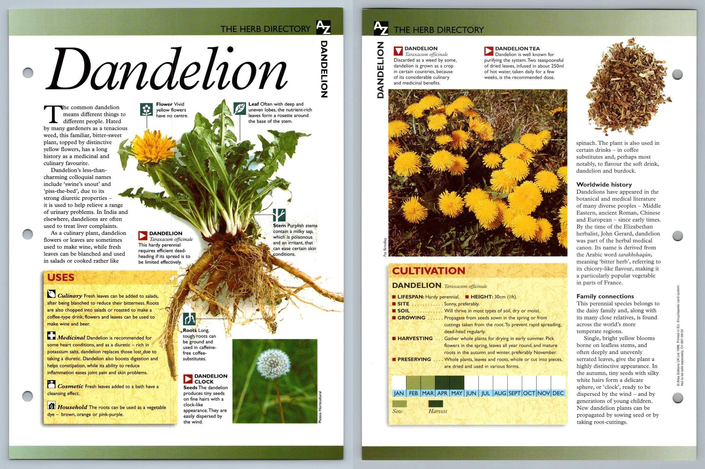 Dandelion Directory Secret World Of Herbs Fact File Card