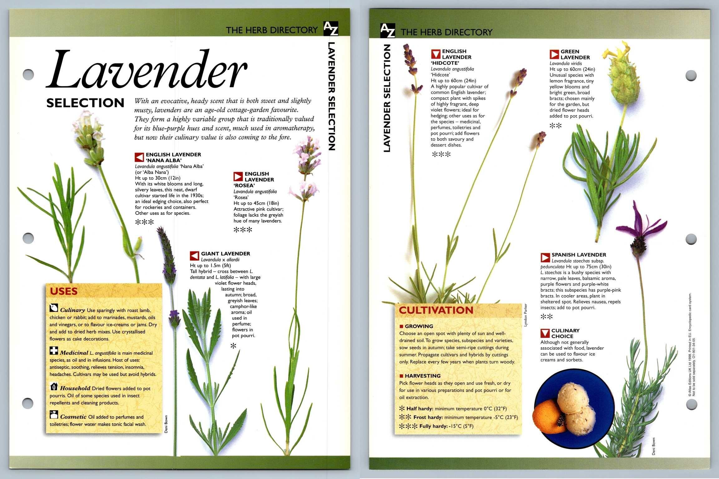 Lavender Selection Directory Secret World Of Herbs Fact File Card