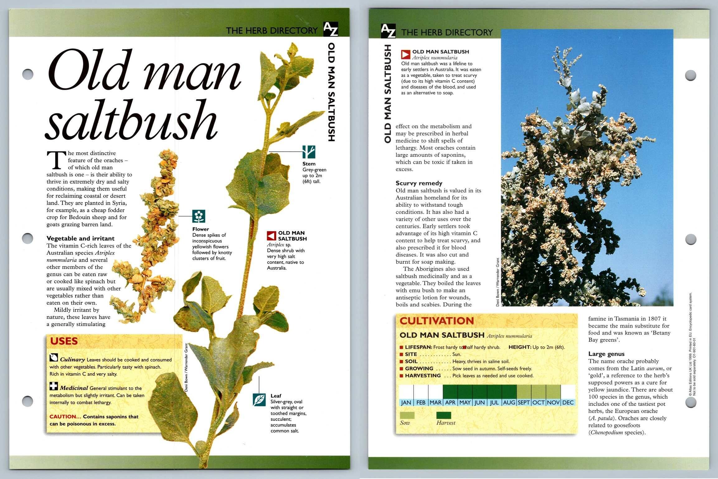 old-man-saltbush-directory-secret-world-of-herbs-fact-file-card