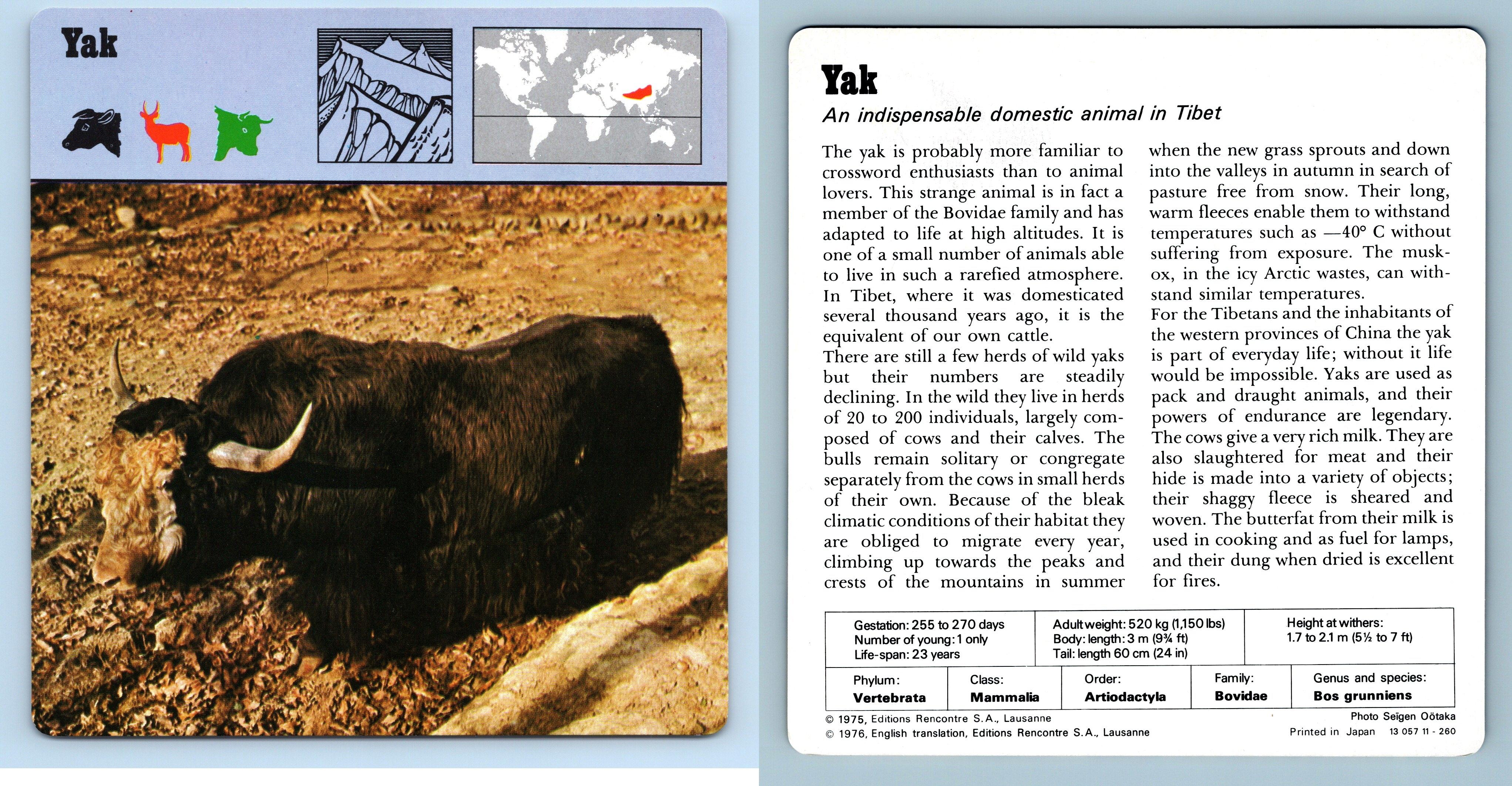 Yak Mammals 1970 S Rencontre Safari Wildlife Card