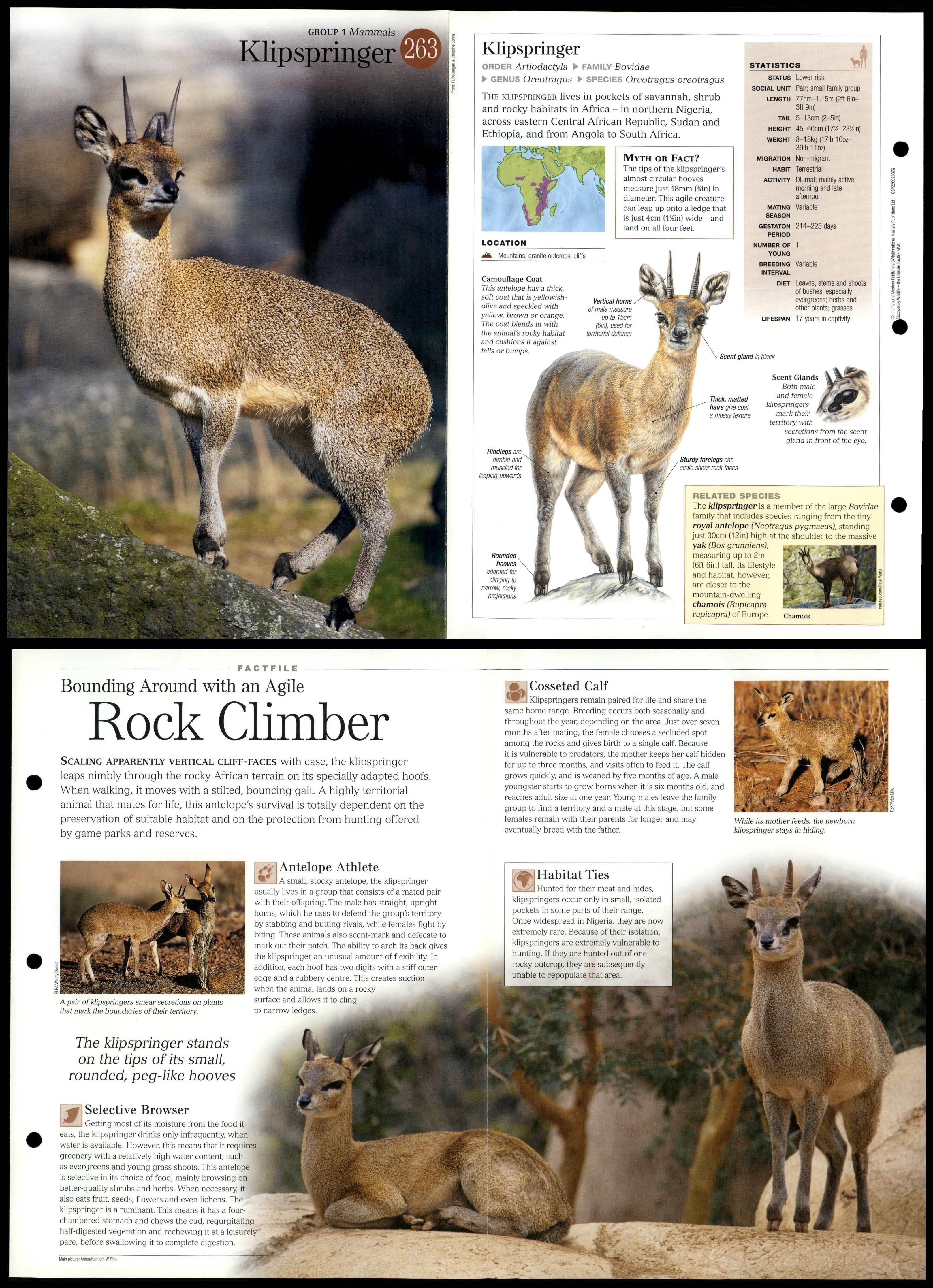 Klipspringer Mammals Discovering Wildlife Fact File Fold Out Card