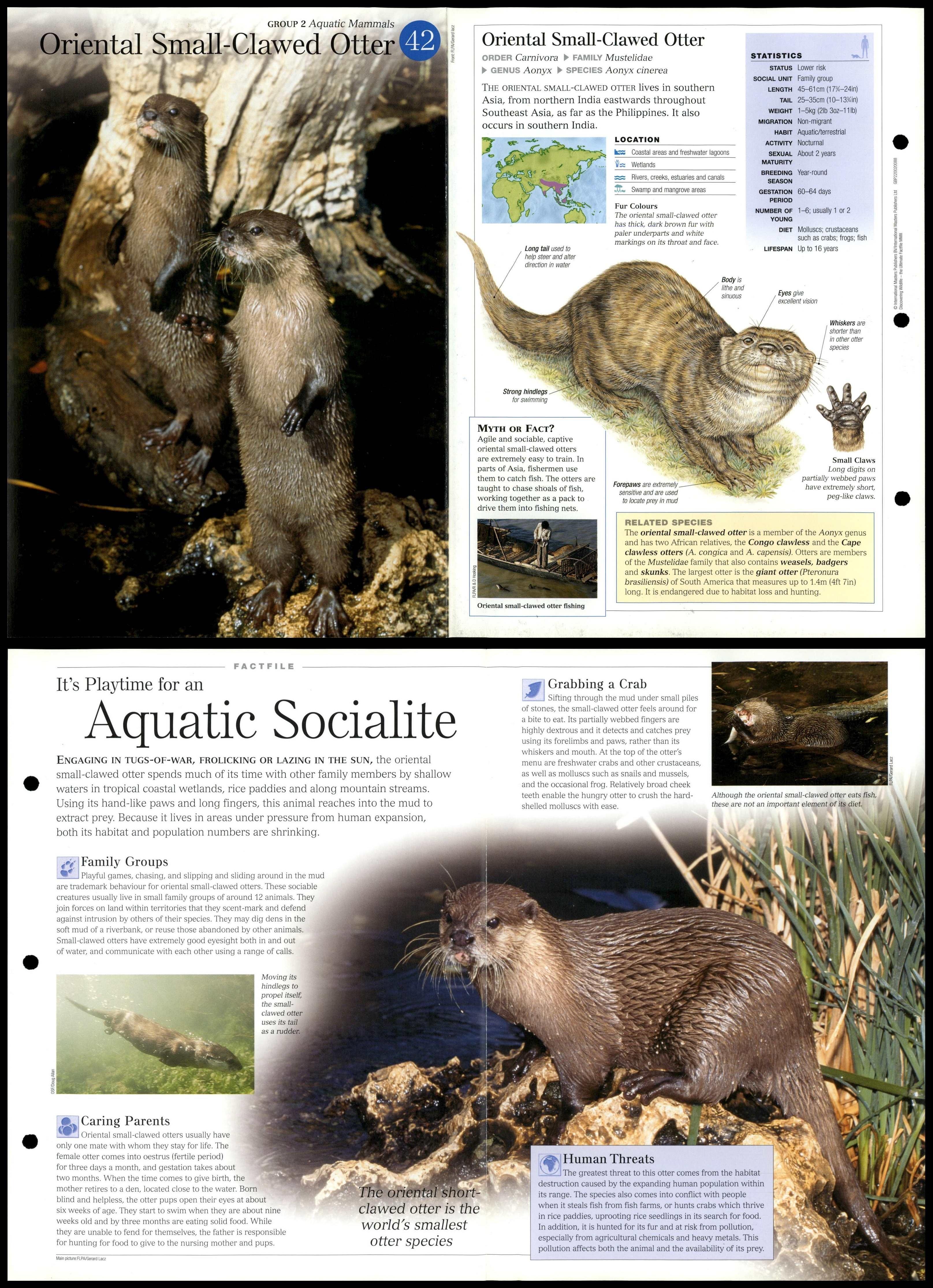 Or Small Clawed Otter 42 Aquatic Mammals Discovering Wildlife Fact