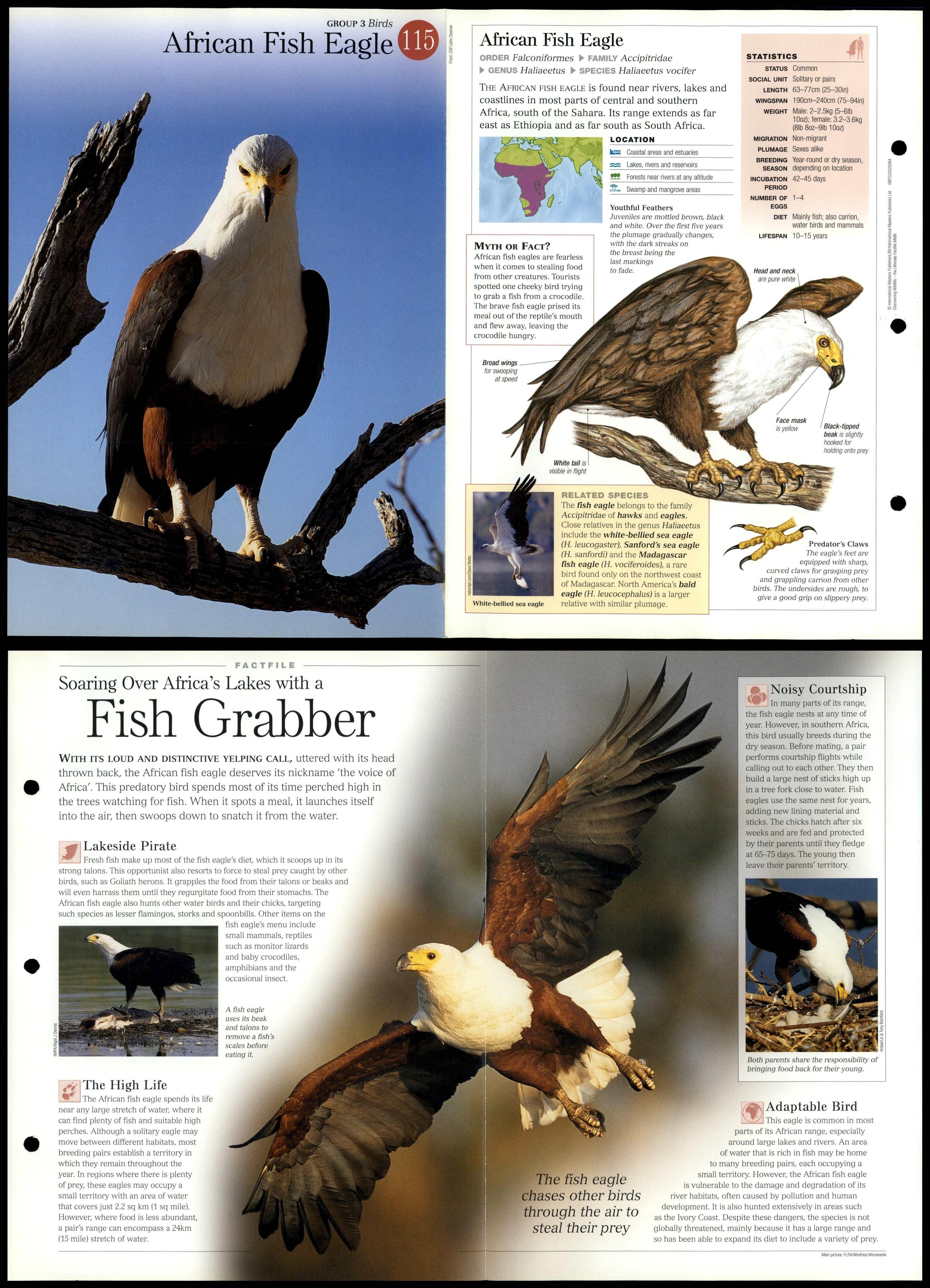 Wild Kratts Harpy Eagle | atelier-yuwa.ciao.jp