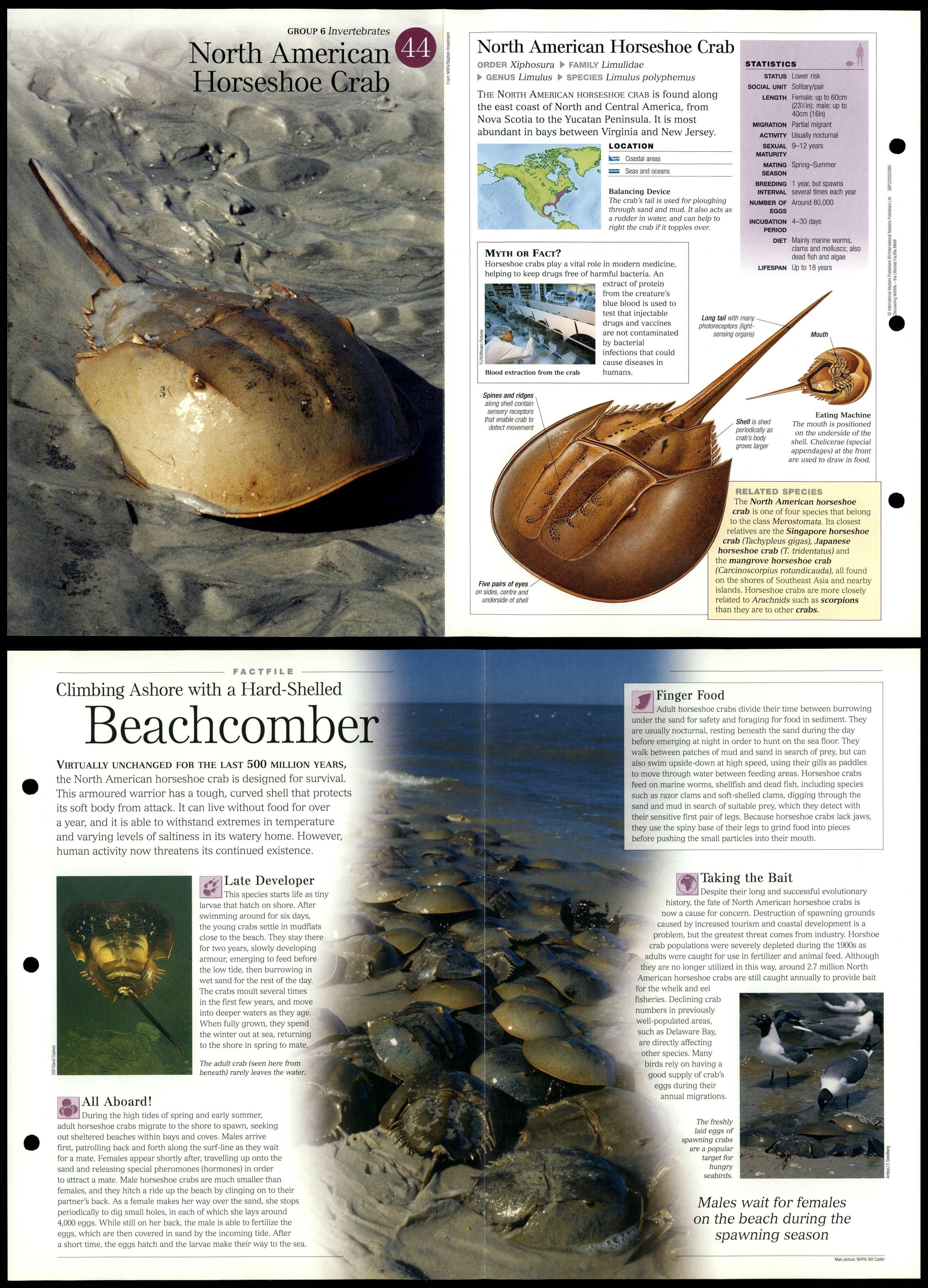 N. American Horseshoe Crab 44 Invertebrates Discovering Wildlife Fact