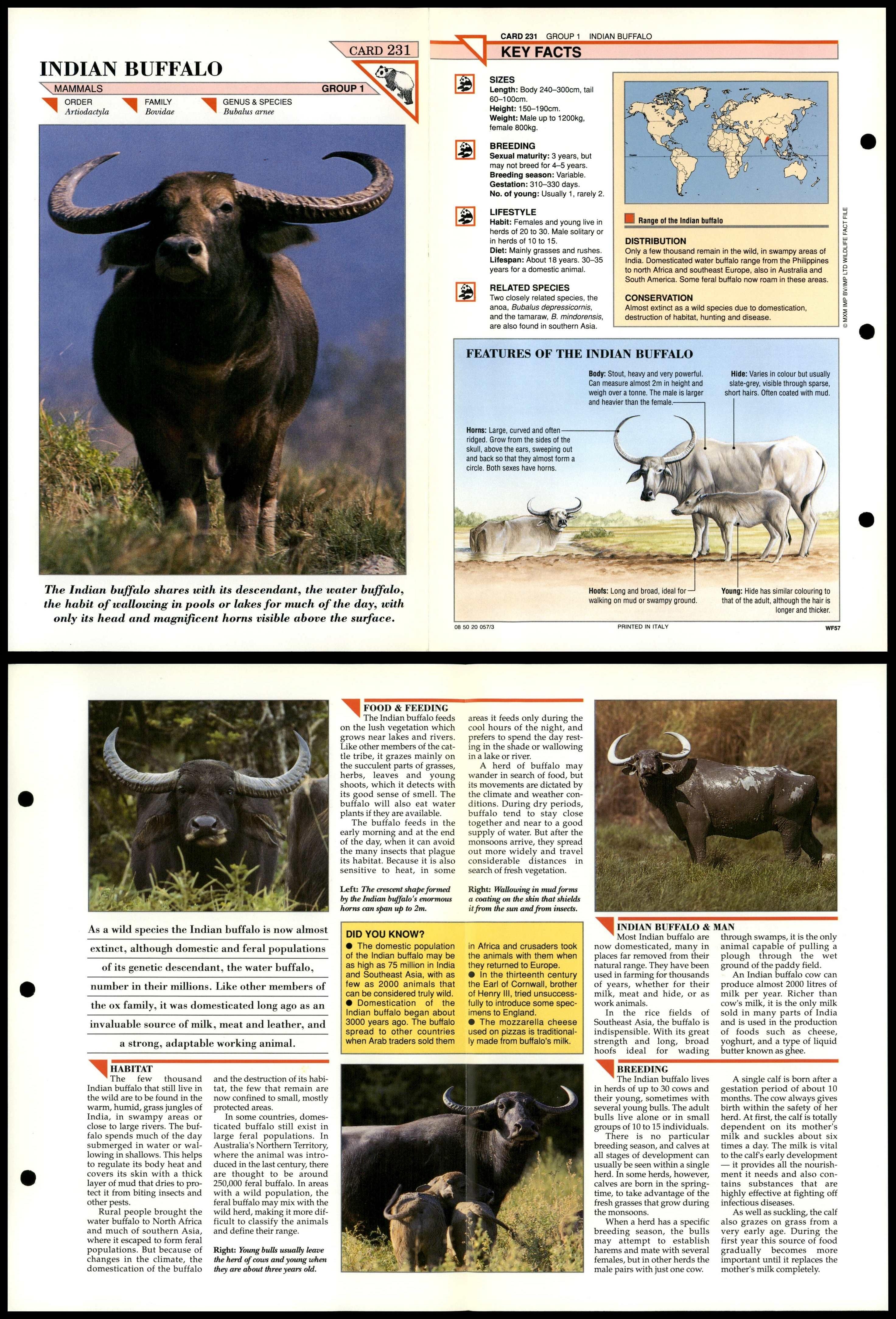 Indian Buffalo #231 Mammals Wildlife Fact File Fold-Out Card