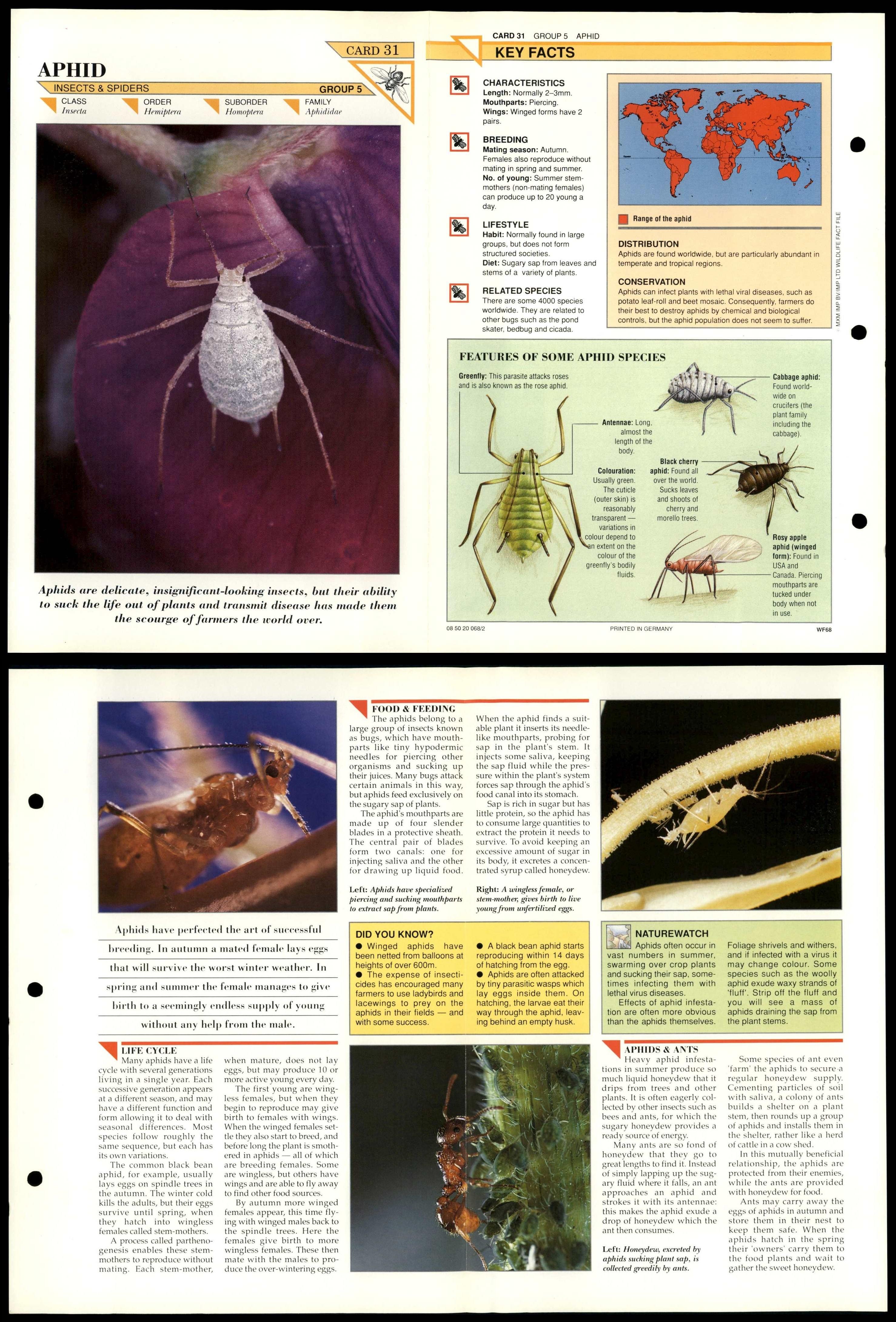 Aphid #31 Insects Wildlife Fact File Fold-Out Card